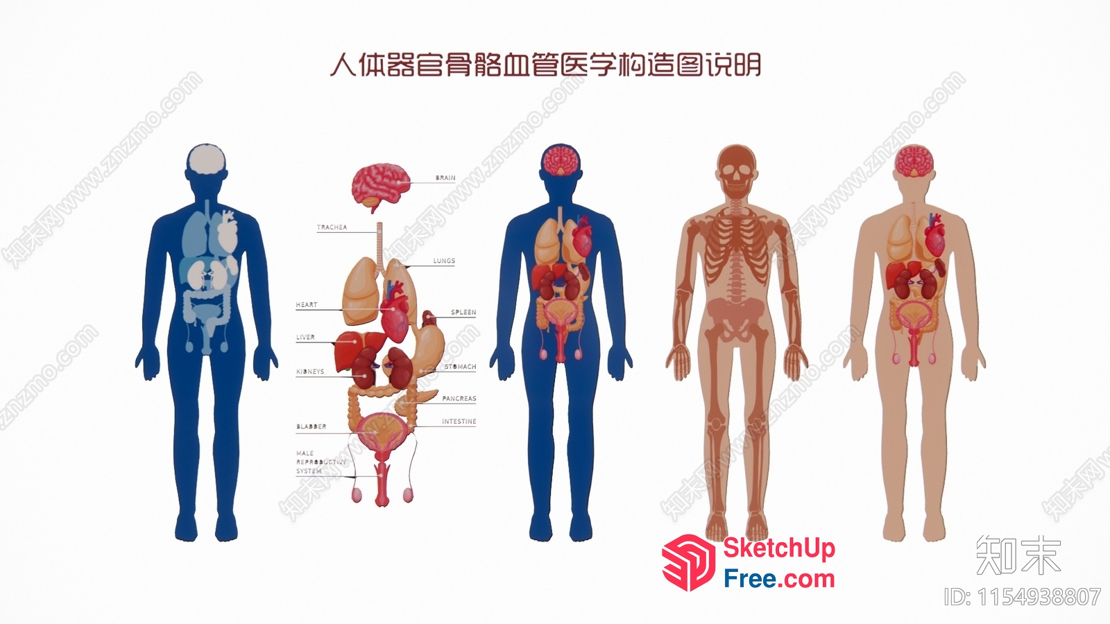 Human Body Anatomy Illustration 3D SketchUp File