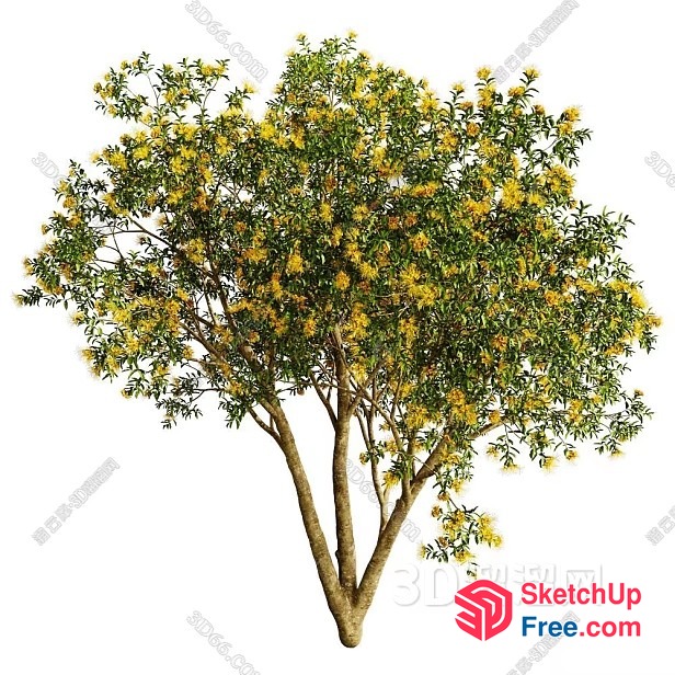 Tree With Yellow Flowers And Green Leaves 3D SketchUp File