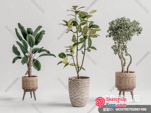 Elegant Potted Plants In Natural Rattan Pots 3D SketchUp File