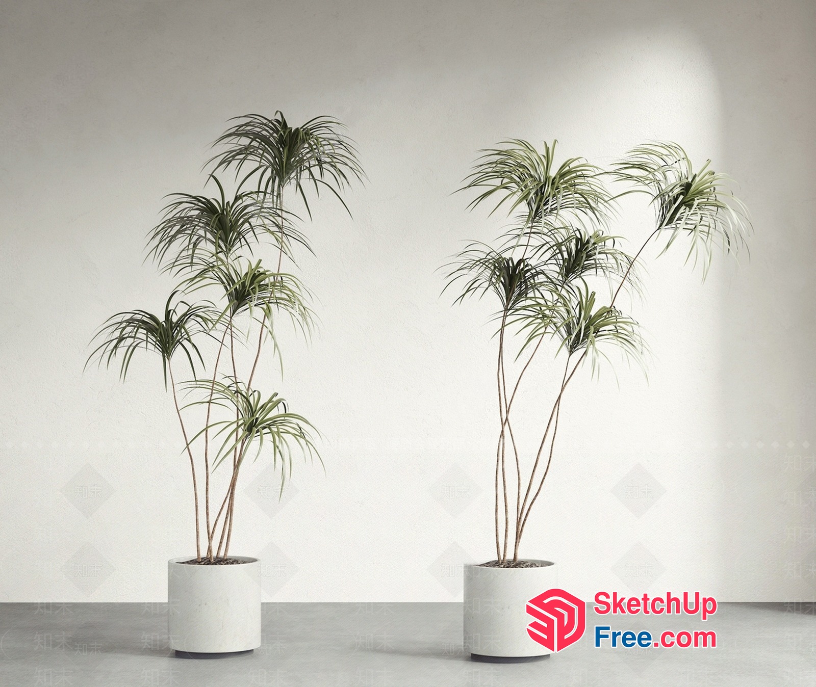 Two Palm Trees In White Pots 3D SketchUp File