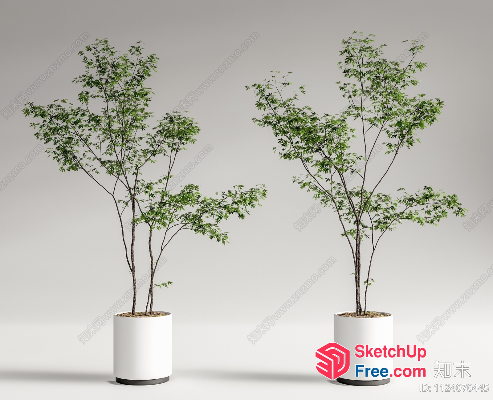 Potted Plants In White Pots 3D SketchUp File