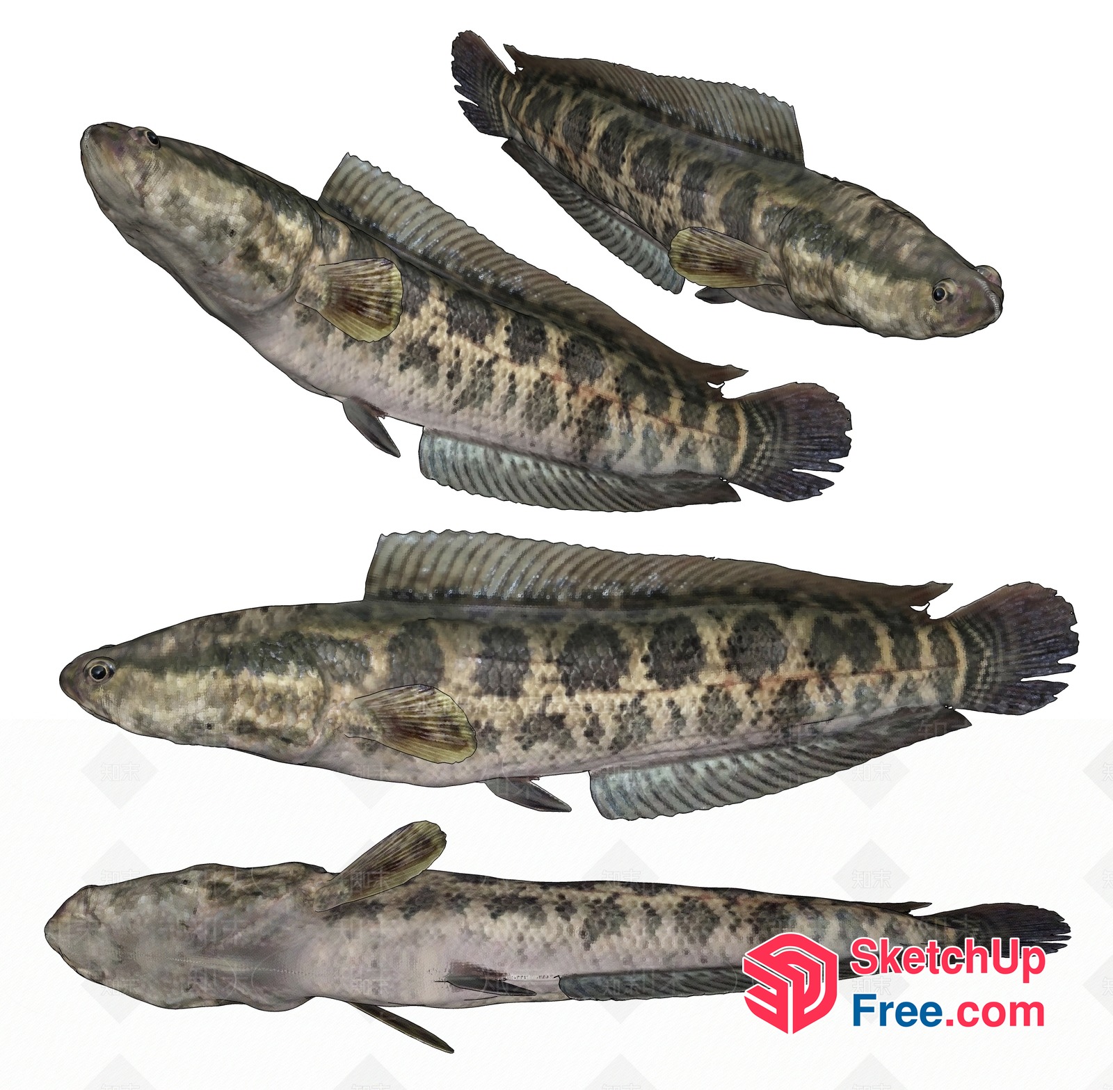 A Group Of Fish Swimming Together 3D SketchUp File