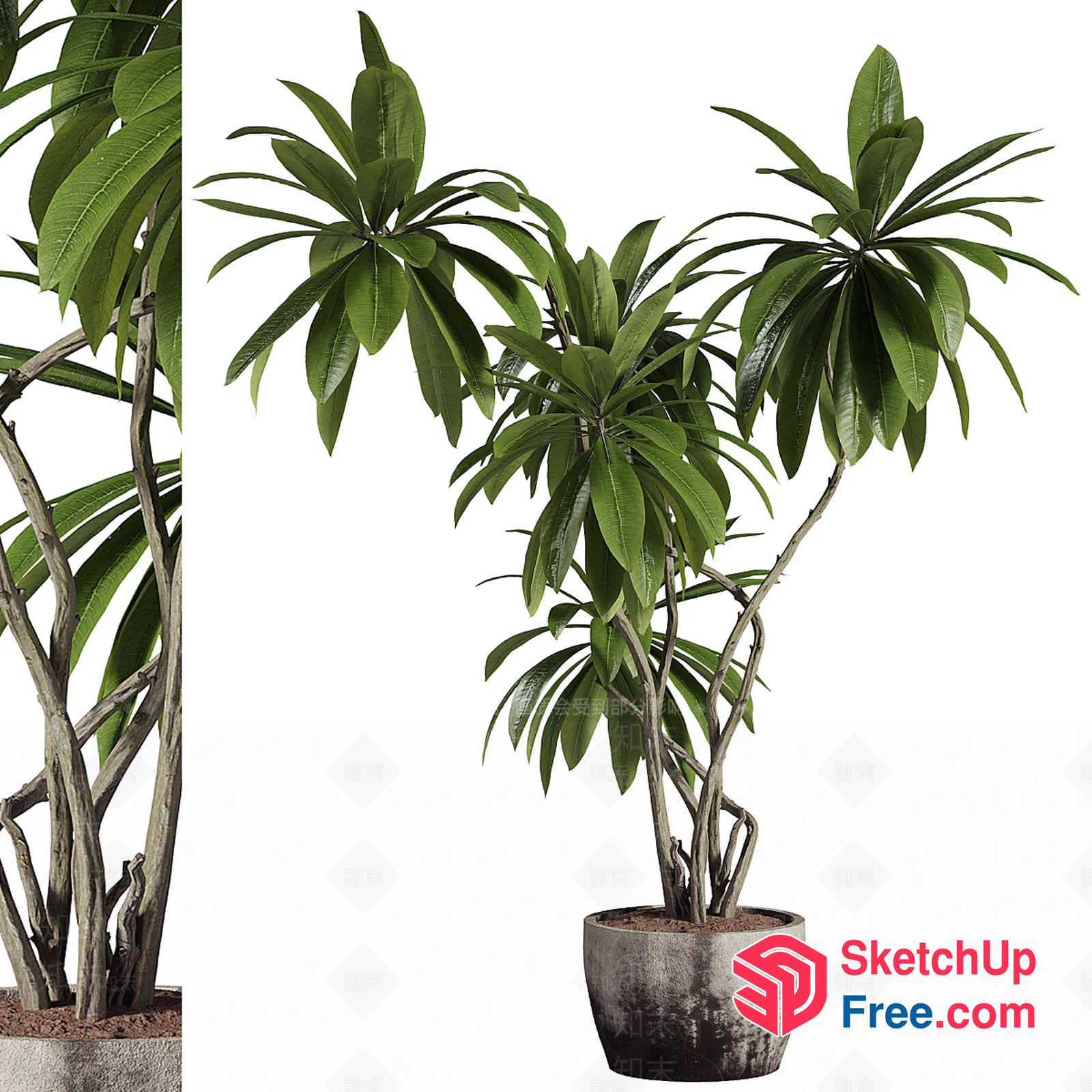 Elegant Tropical Plant In Concrete Pot 3D SketchUp File