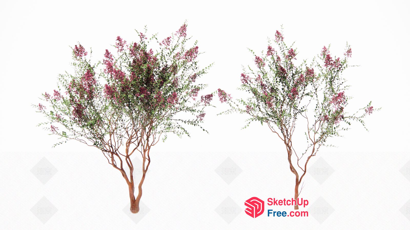 Two Trees With Pink Flowers And Green Leaves 3D SketchUp File