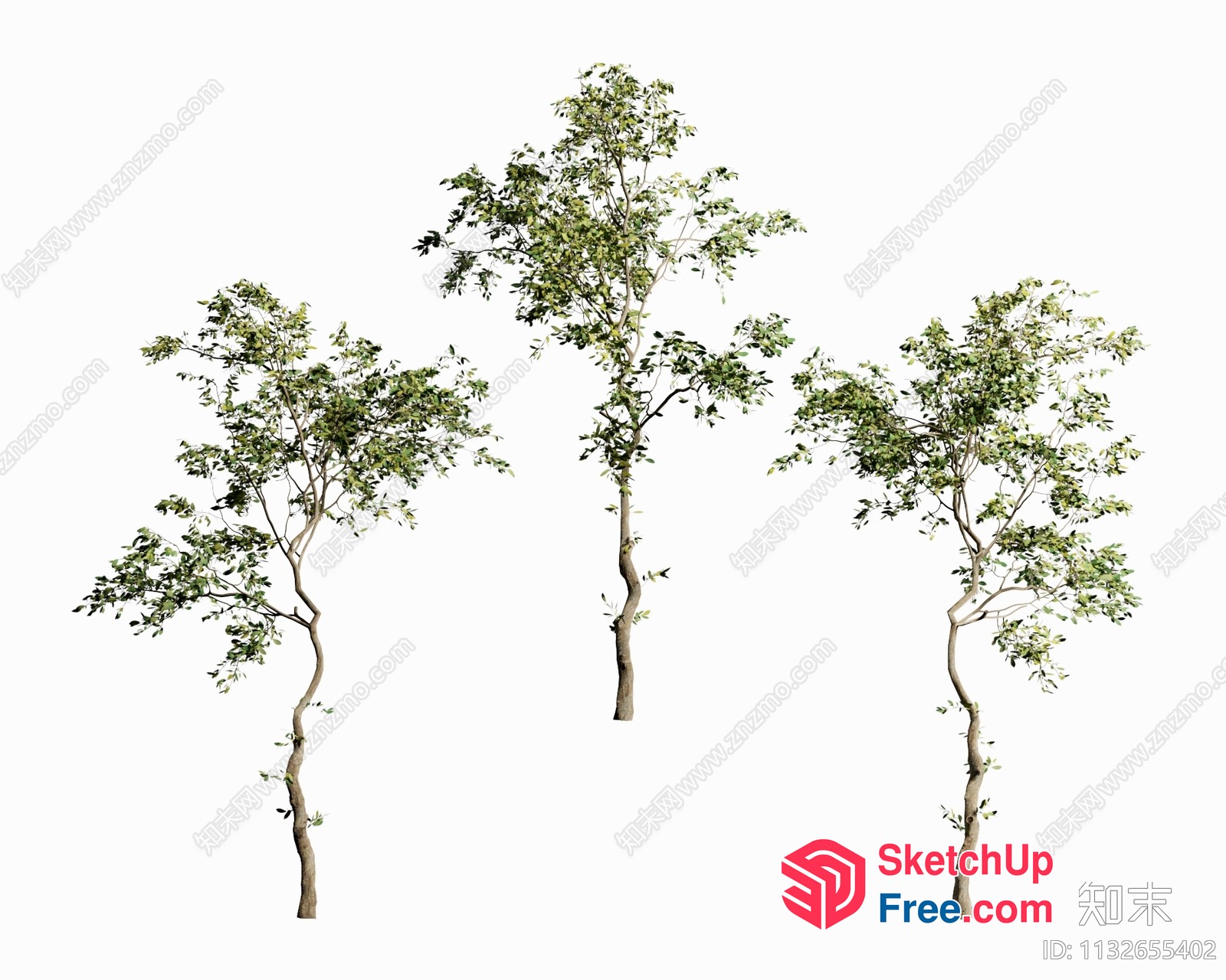 Three Tall Trees With Green Leaves 3D SketchUp File