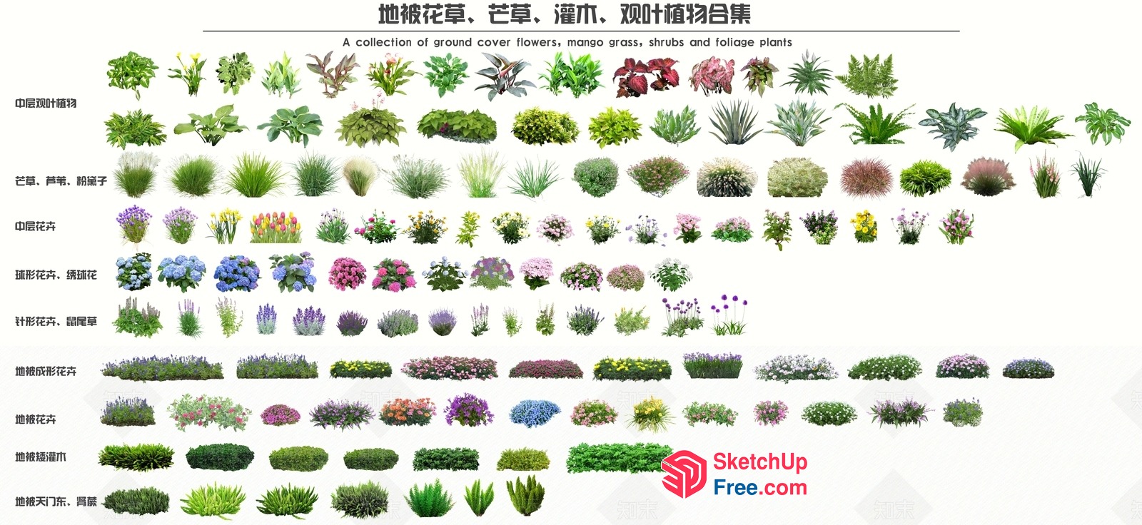 A Collection Of Ground Cover Flowers, Mango Grass, Shrubs And Foliage Plants 3D SketchUp File