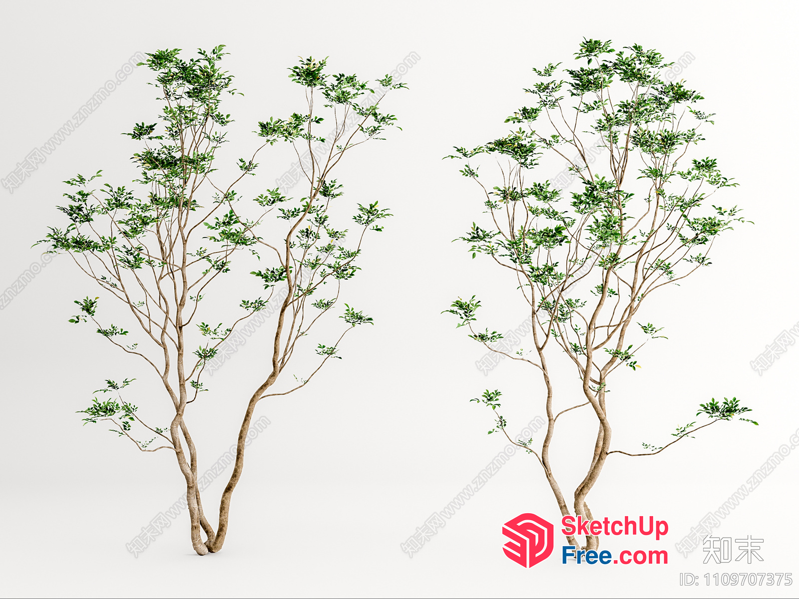 Two Trees In A Minimalist Setting 3D SketchUp File