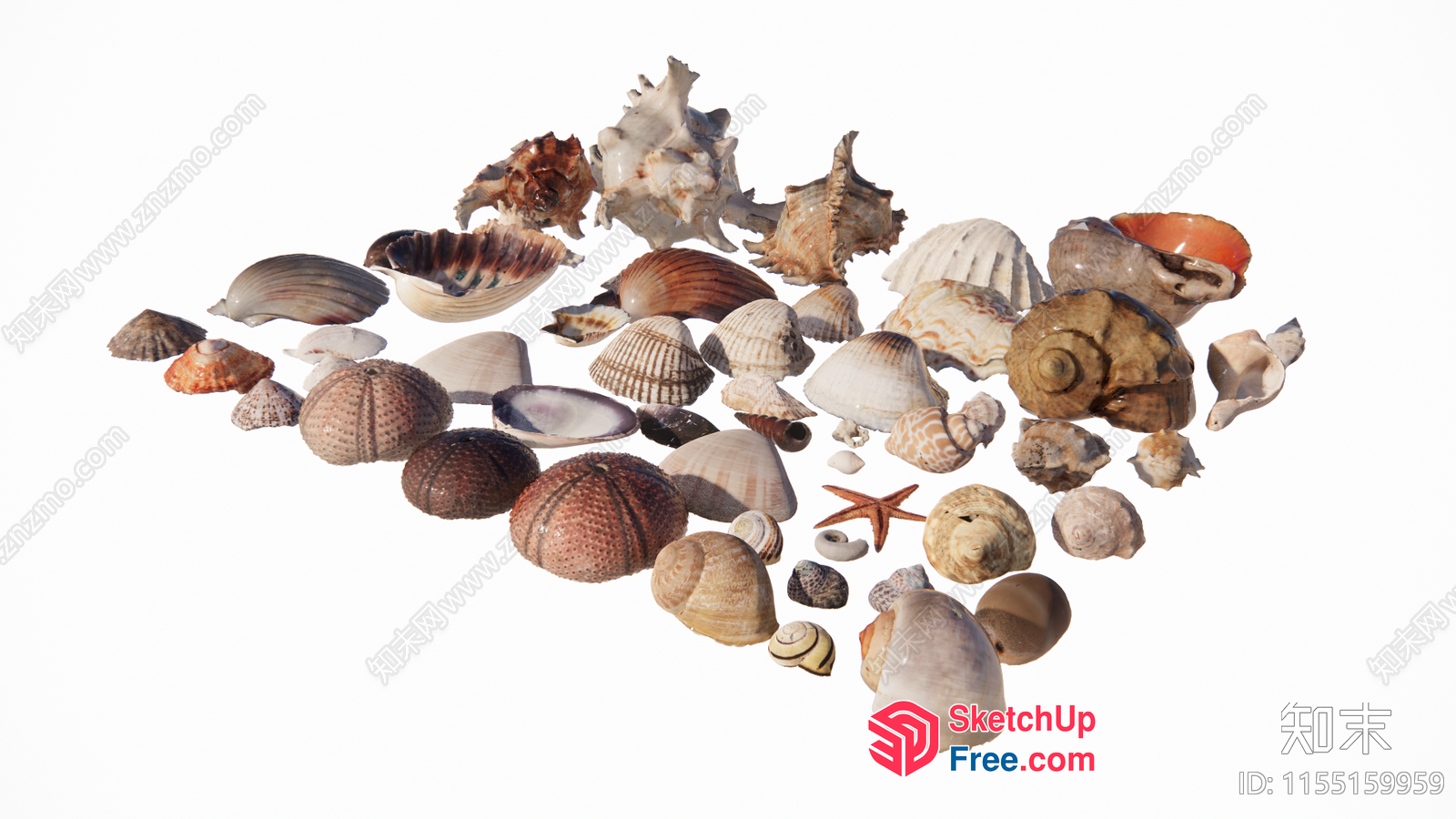 Seashells Of Various Shapes And Colors 3D SketchUp File