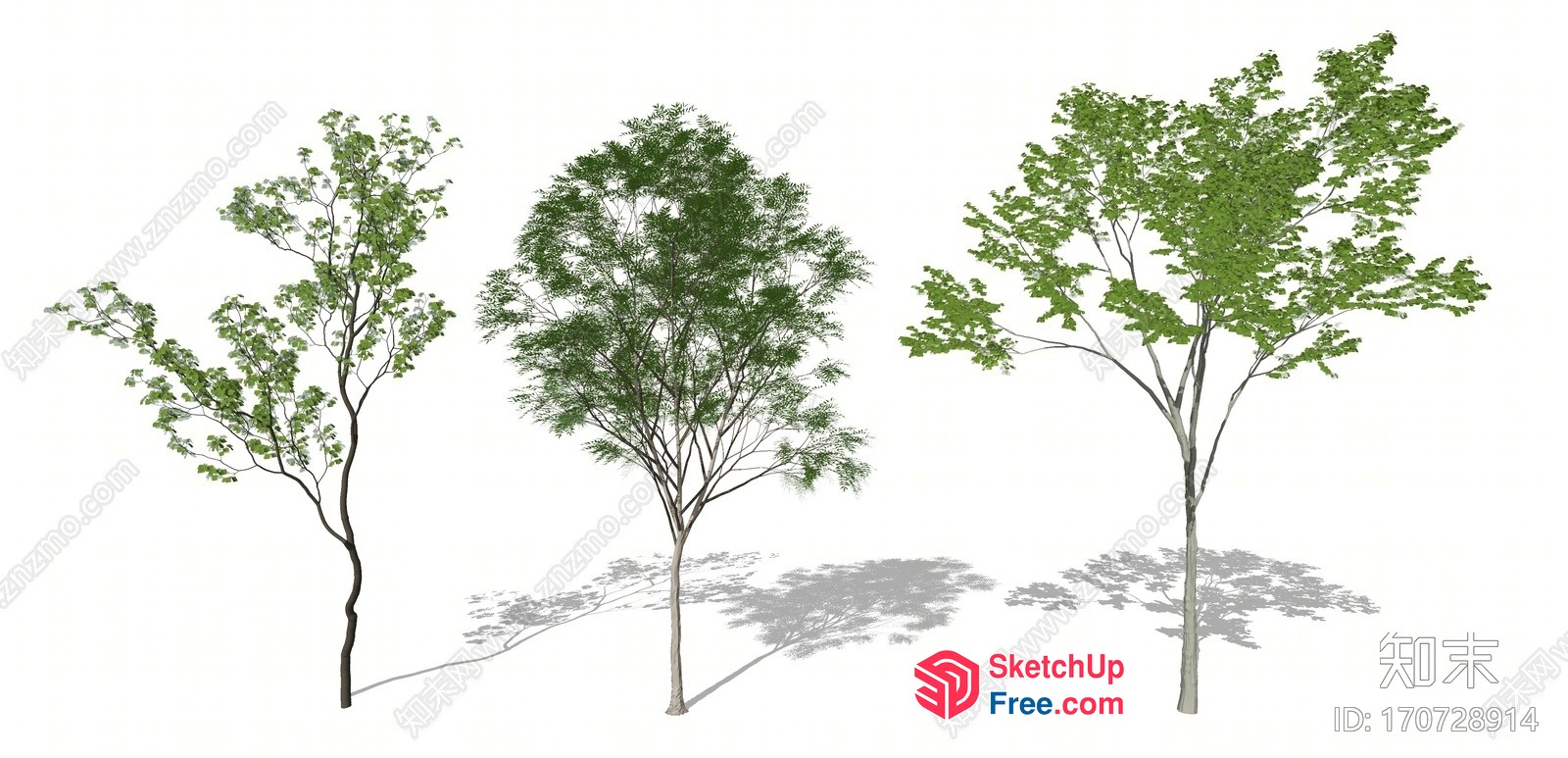 Three Trees Standing Together In A Row 3D SketchUp File