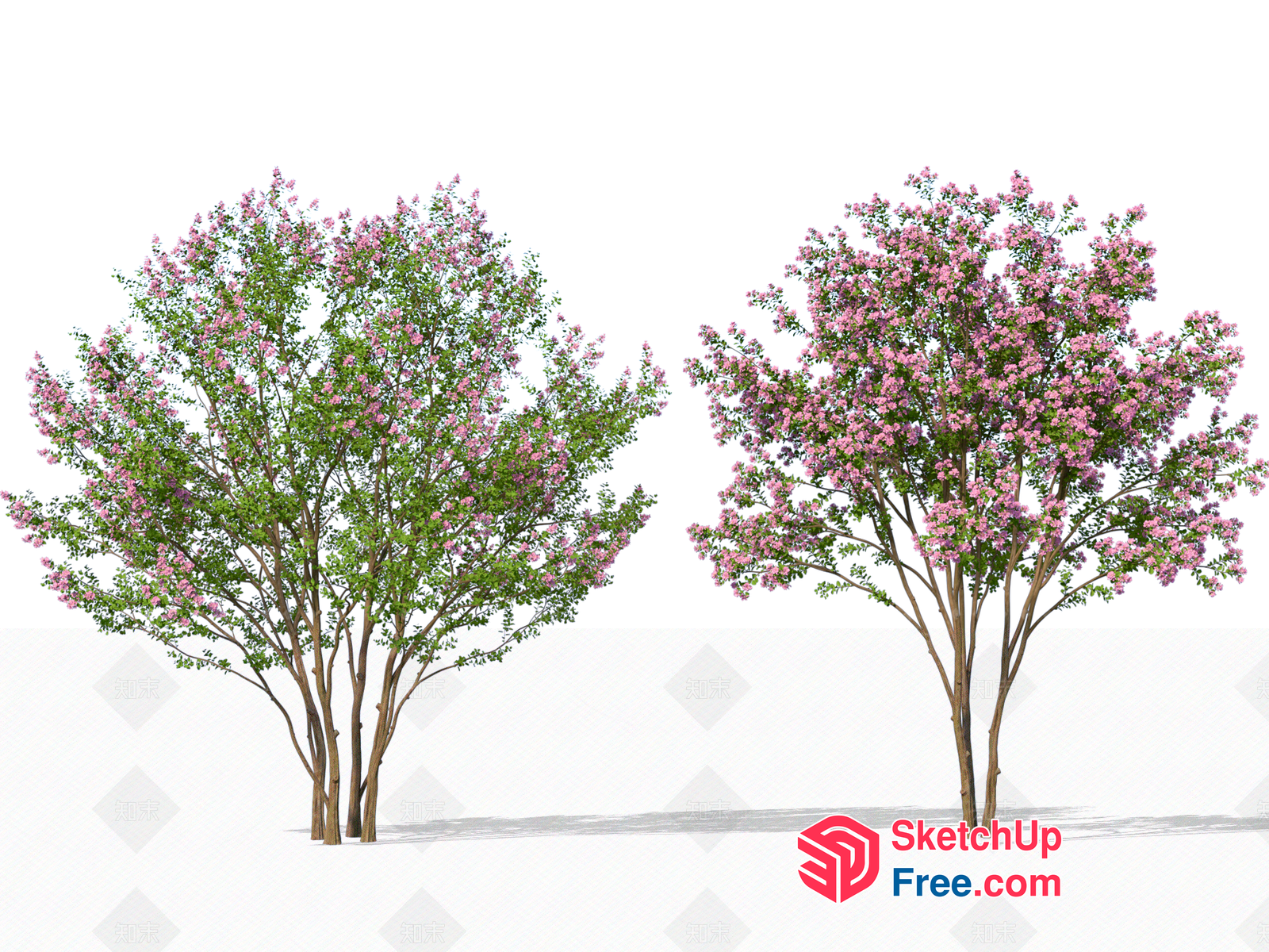 Two Trees With Pink Flowers And Green Leaves 3D SketchUp File