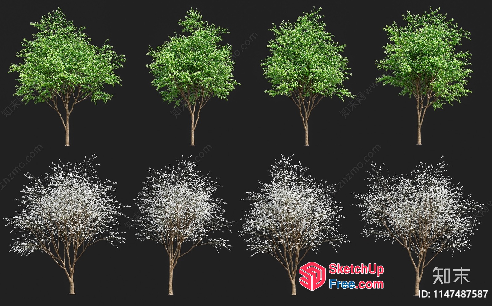Set Of Trees In Various Stages Of Growth 3D SketchUp File