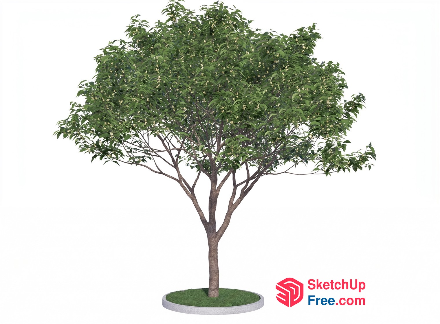 A Tree In A Circular Bed Of Grass 3D SketchUp File