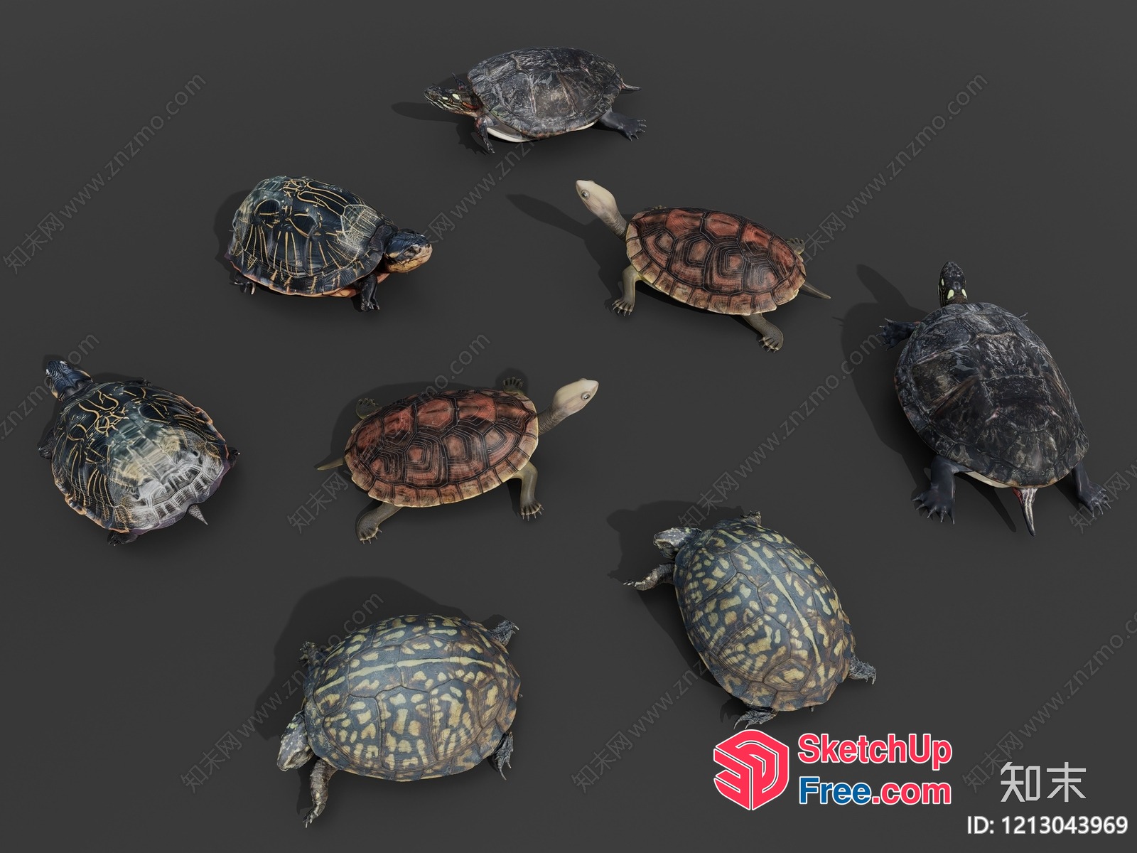Turtle Collection 3D SketchUp File