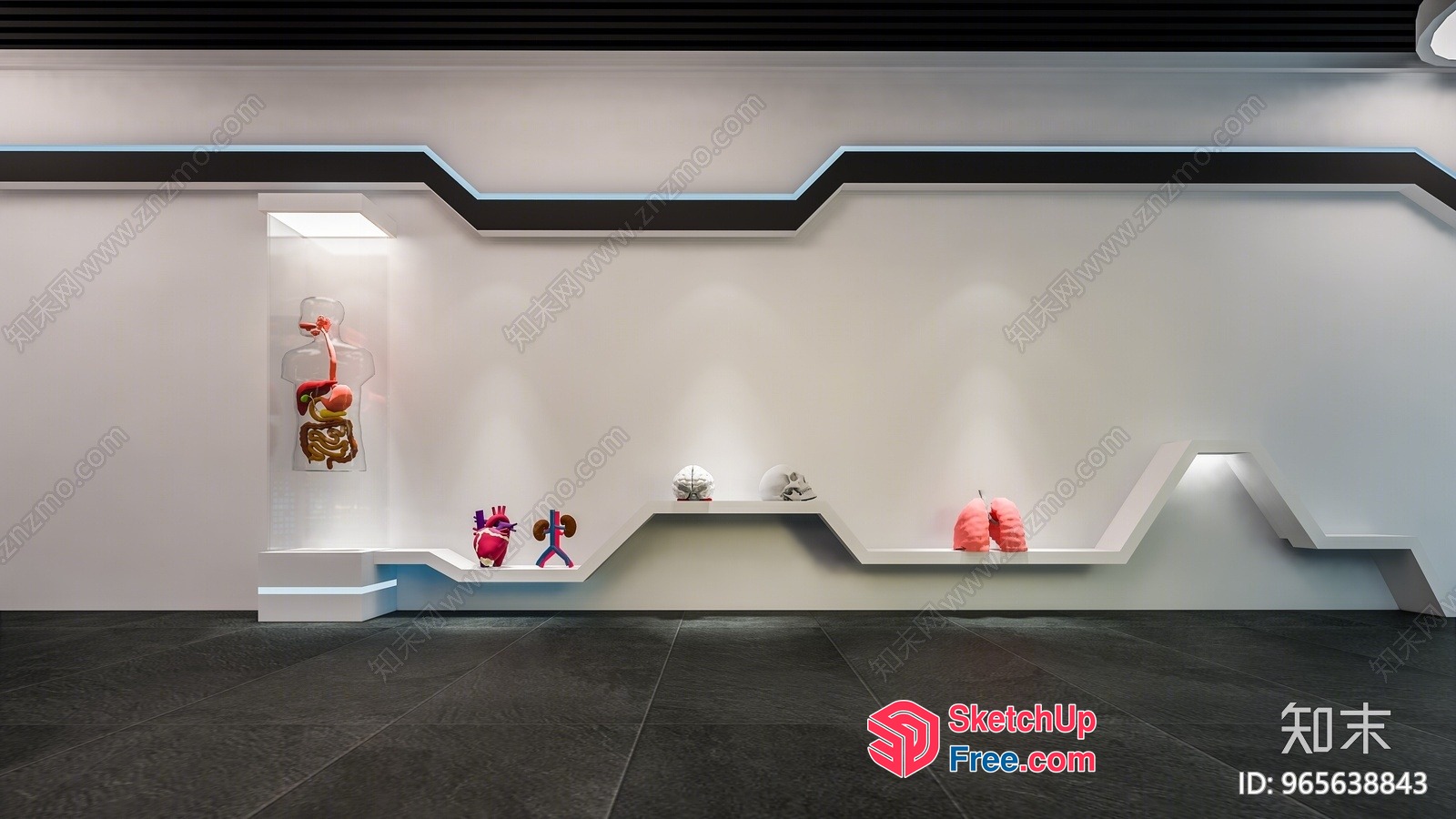 Anatomical Models On Display 3D SketchUp File