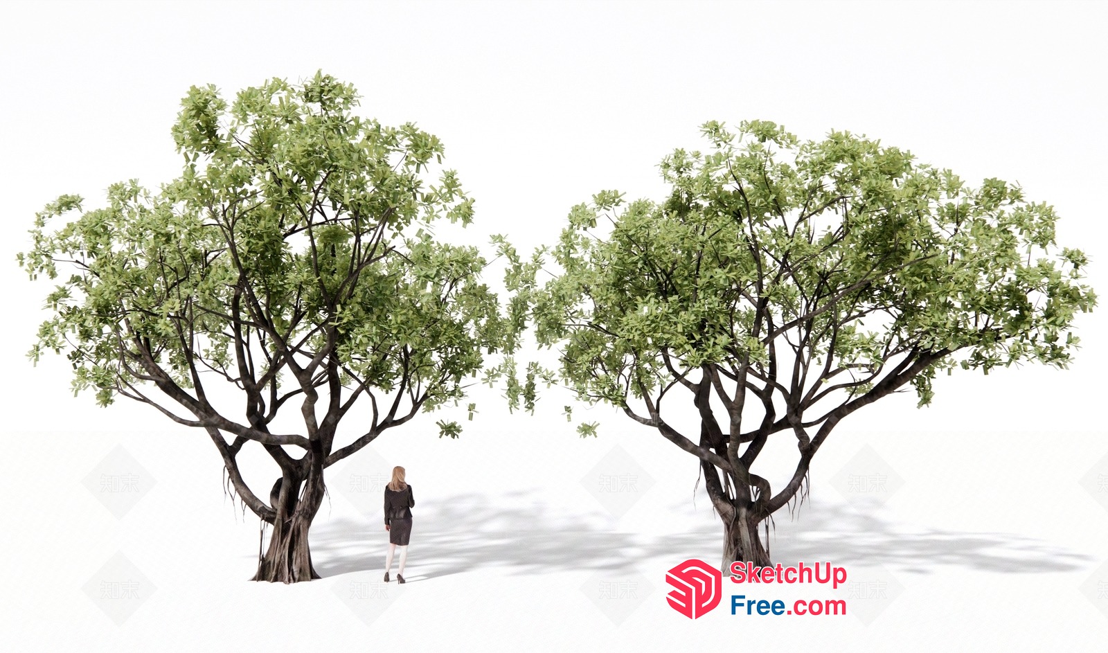 Woman Standing Between Two Trees 3D SketchUp File