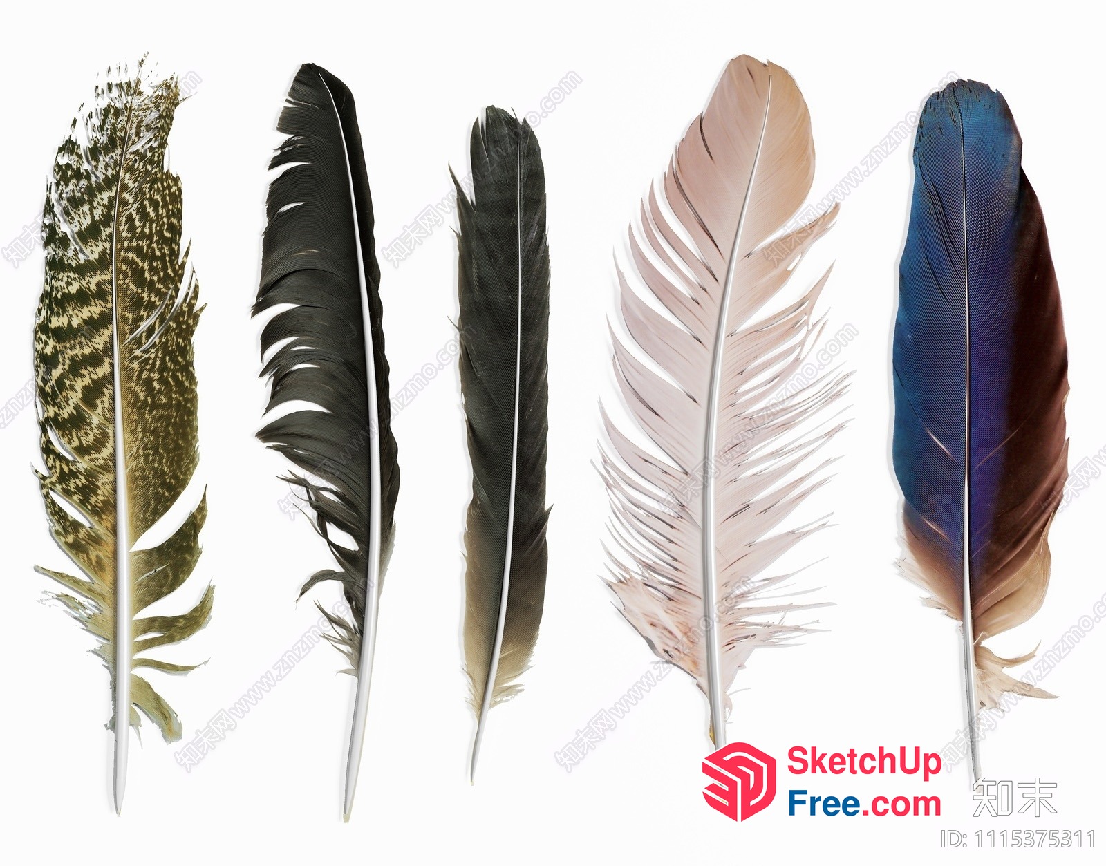 Feathered Decorative Elements 3D SketchUp File