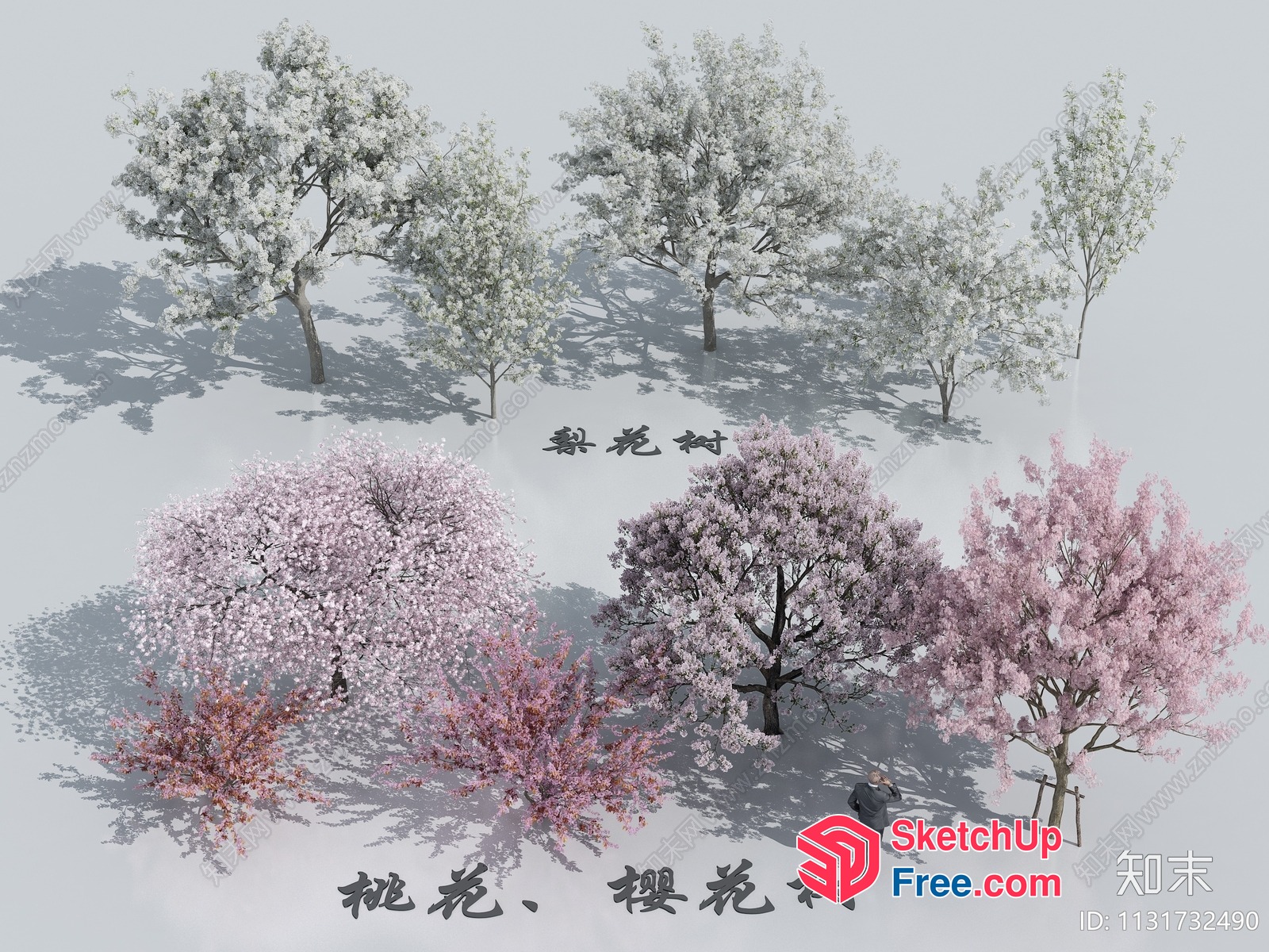 Japanese Style Cherry Blossom Trees 3D SketchUp File