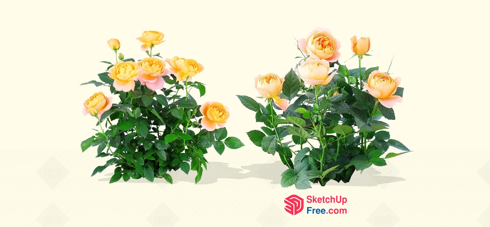 Yellow And Pink Roses With Green Leaves 3D SketchUp File