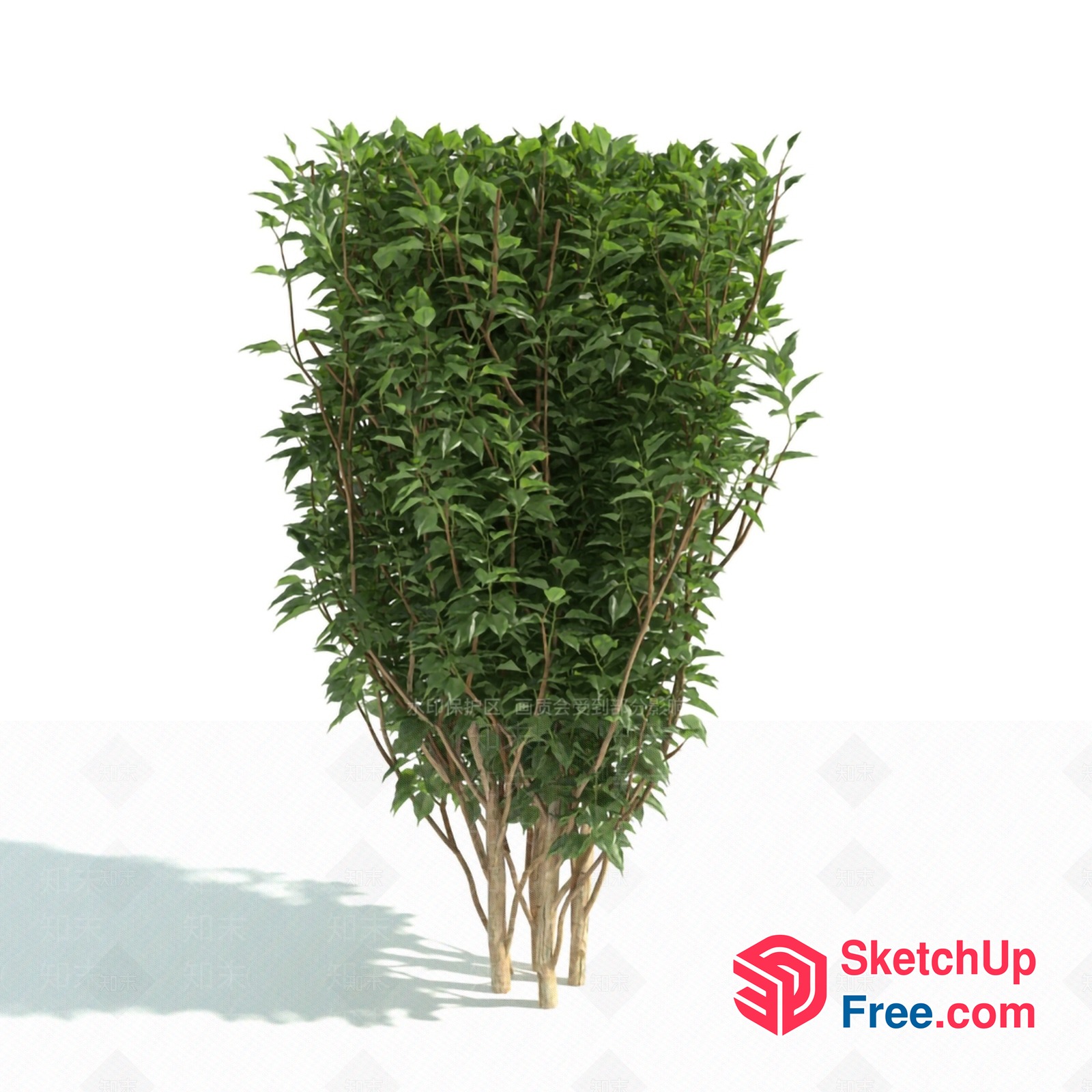 Tall Green Plant With Long Branches 3D SketchUp File