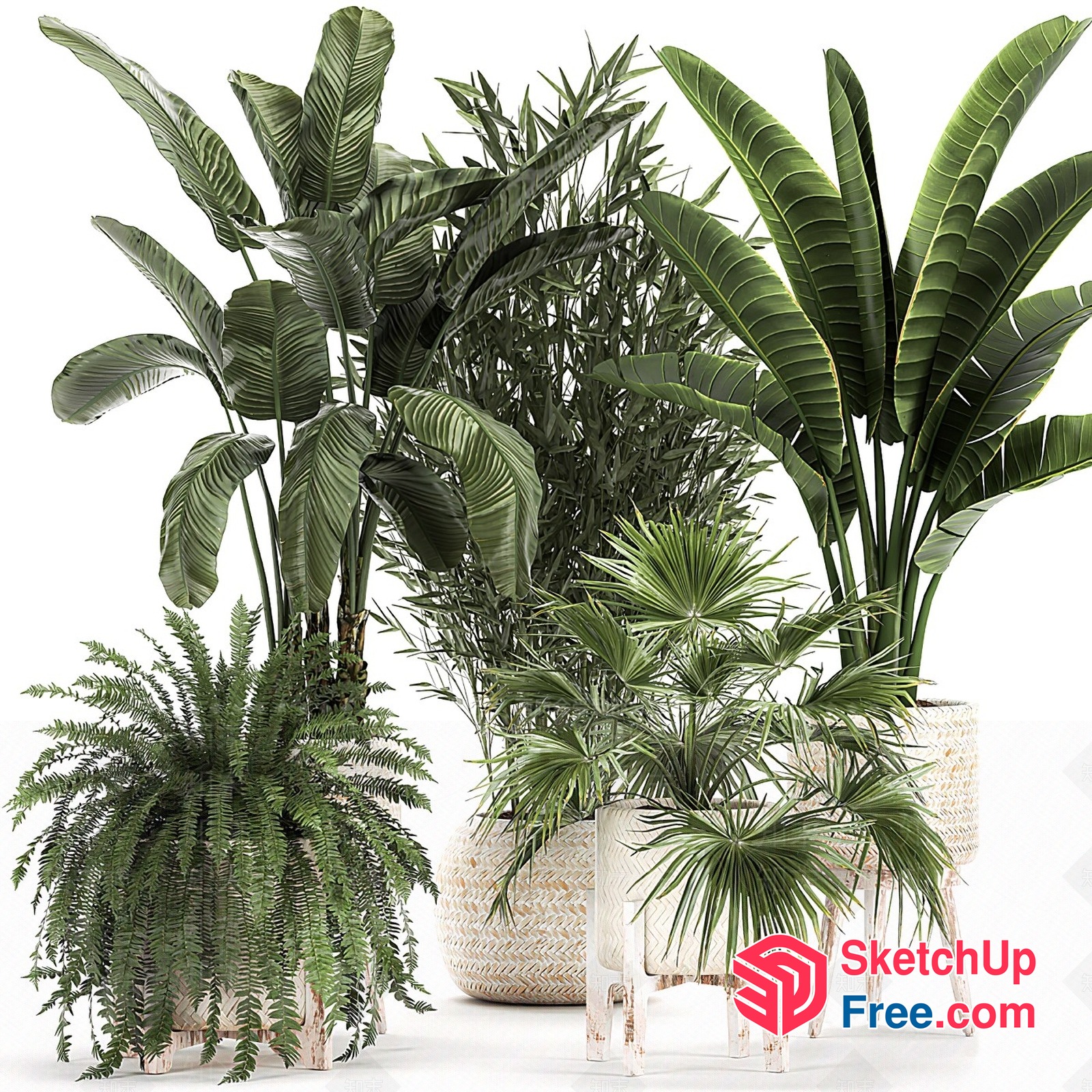 Exotic Tropical Plants In White Pots 3D SketchUp File