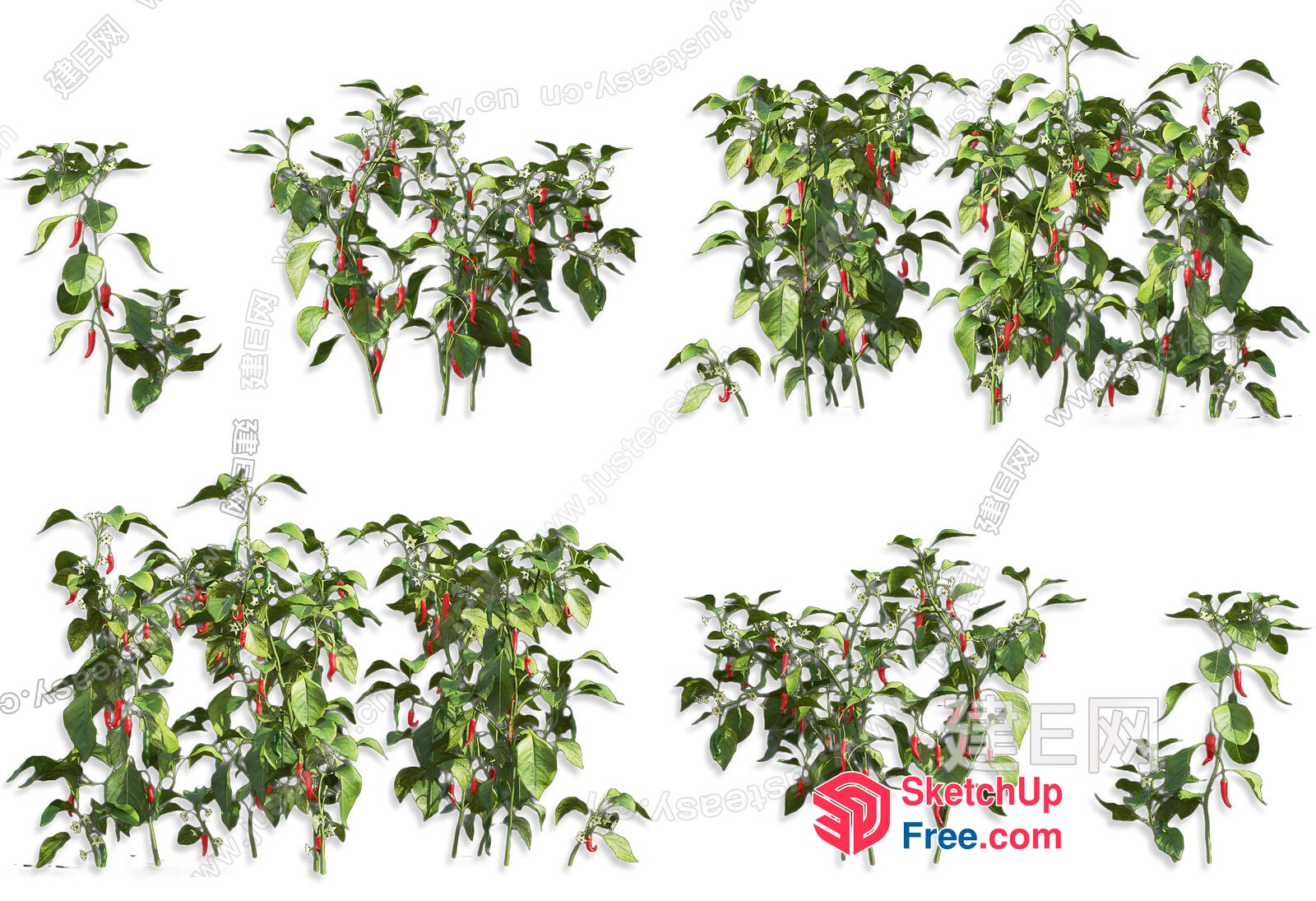 Pepper Plant Collection 3D SketchUp File