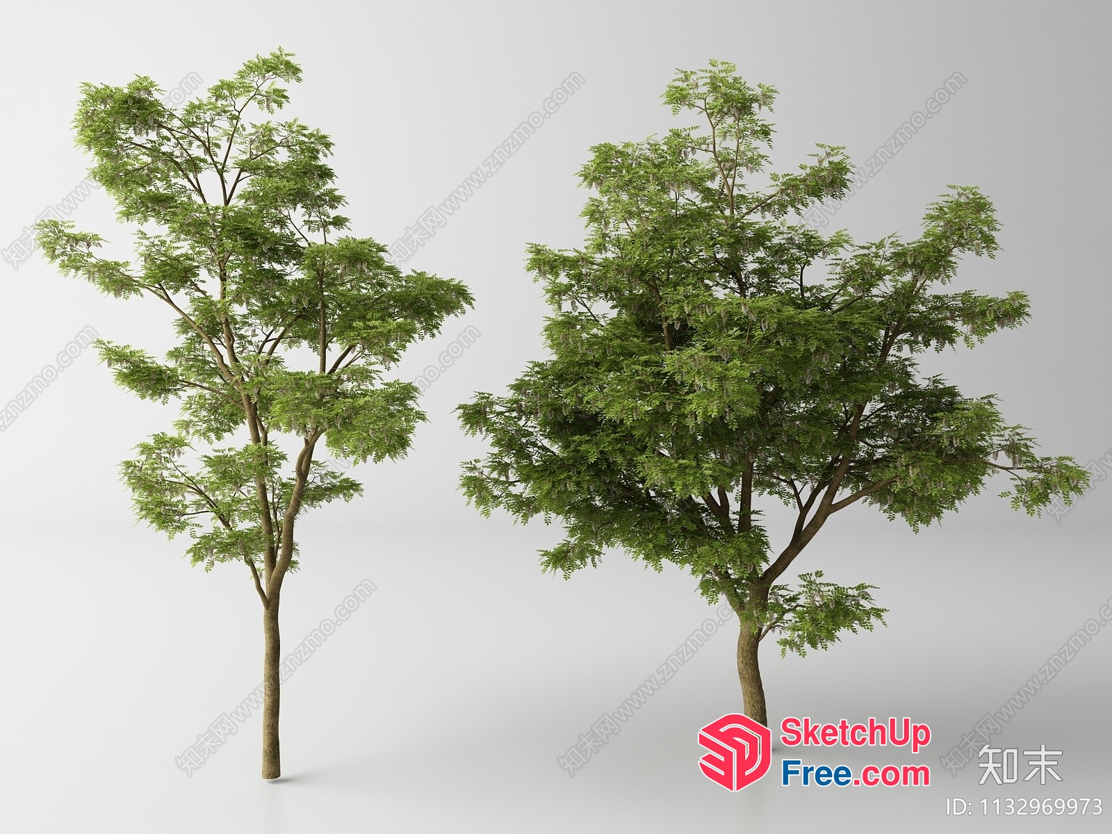 Two Trees Standing Side By Side 3D SketchUp File