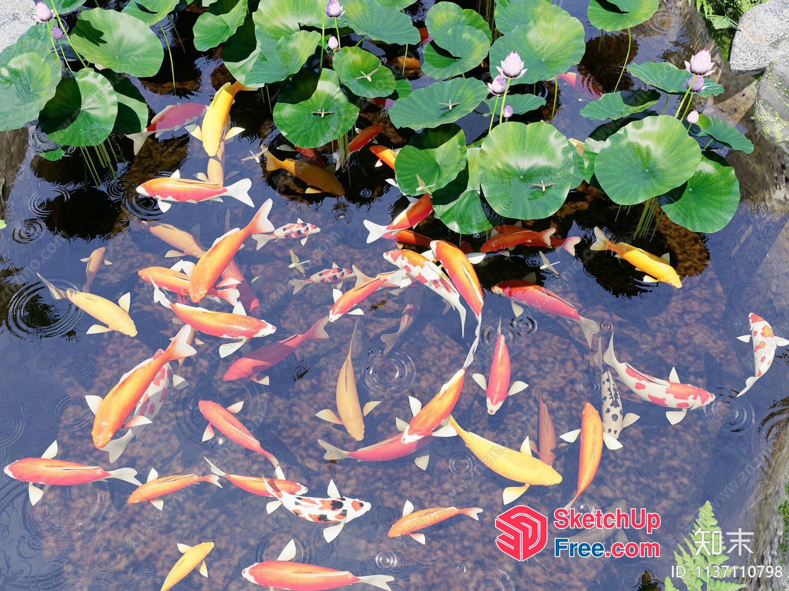 Koi Fish Swimming In A Pond With Lilies 3D SketchUp File