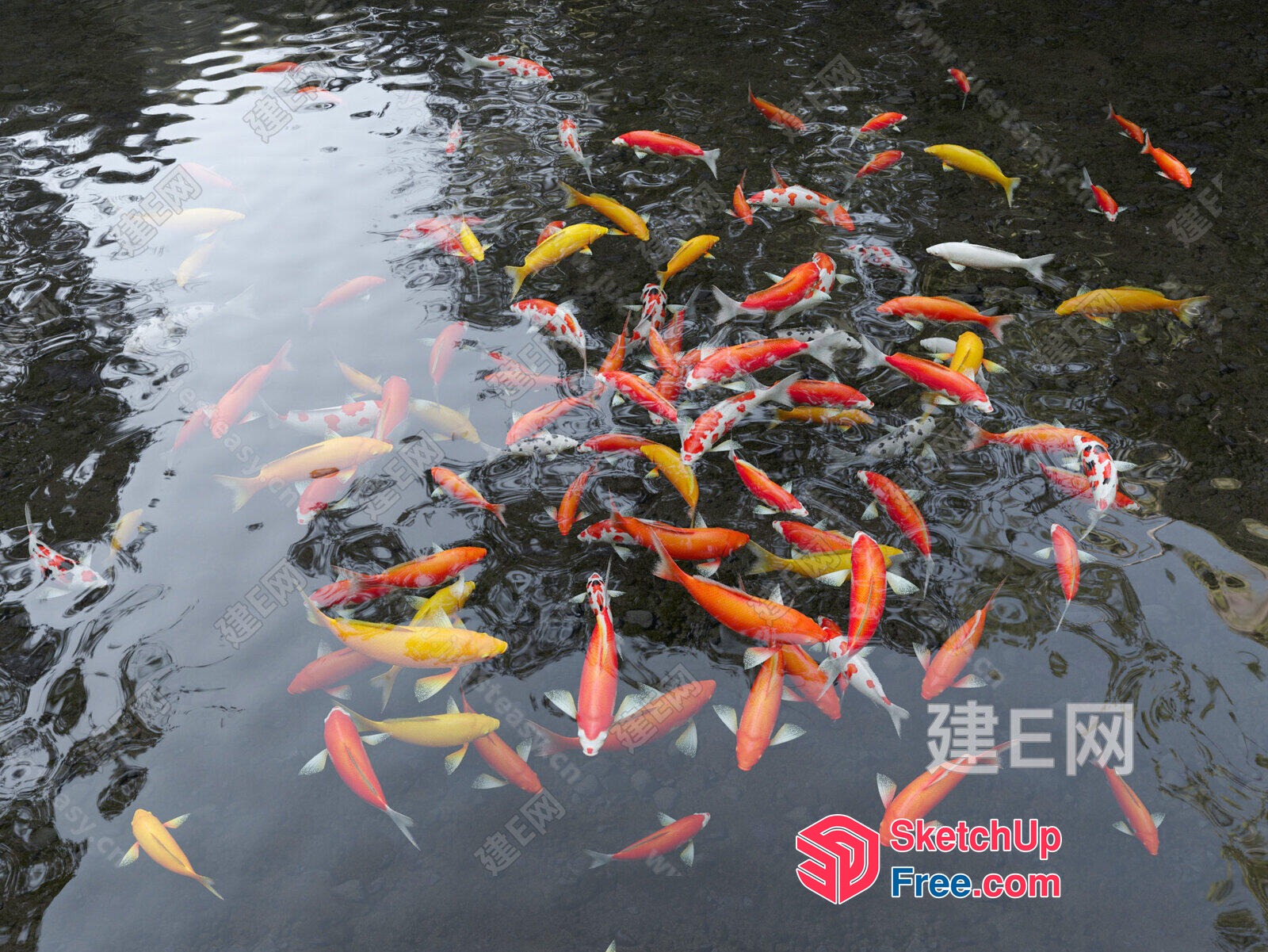 Vibrant Koi Fish In A Serene Pond 3D SketchUp File