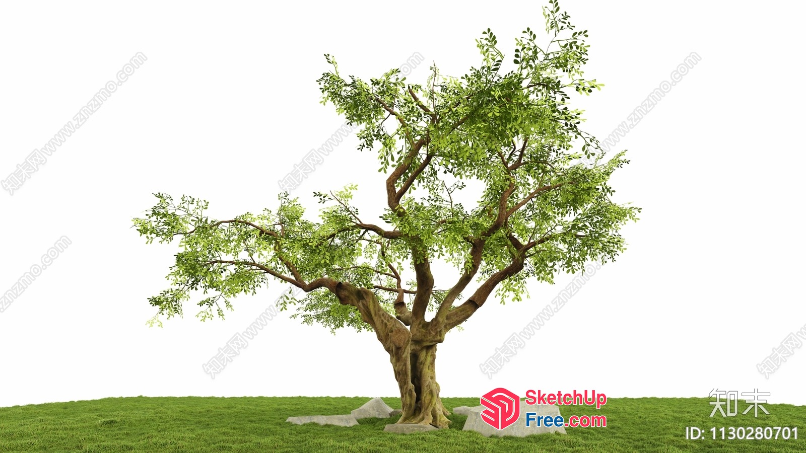 Tree In A Park With Rocks And Grass 3D SketchUp File