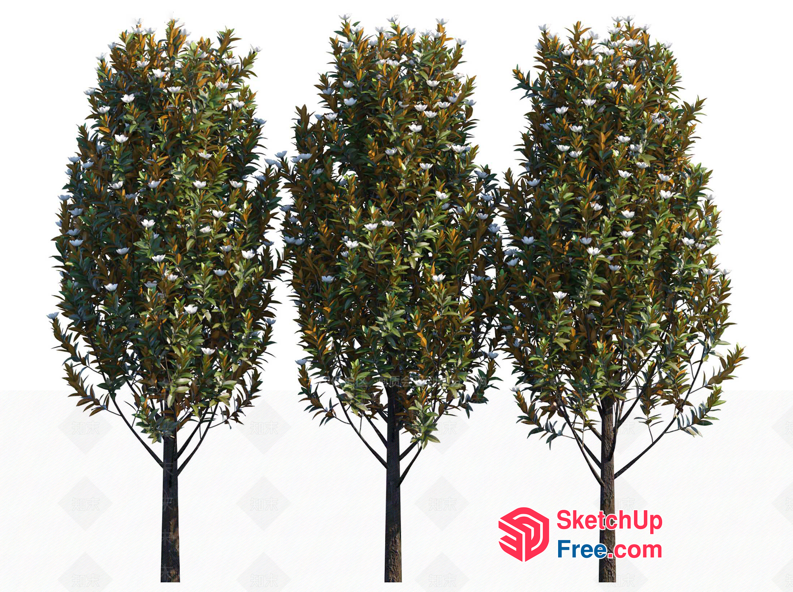 3D Rendering Of Trees With White Flowers And Brown Leaves 3D SketchUp File