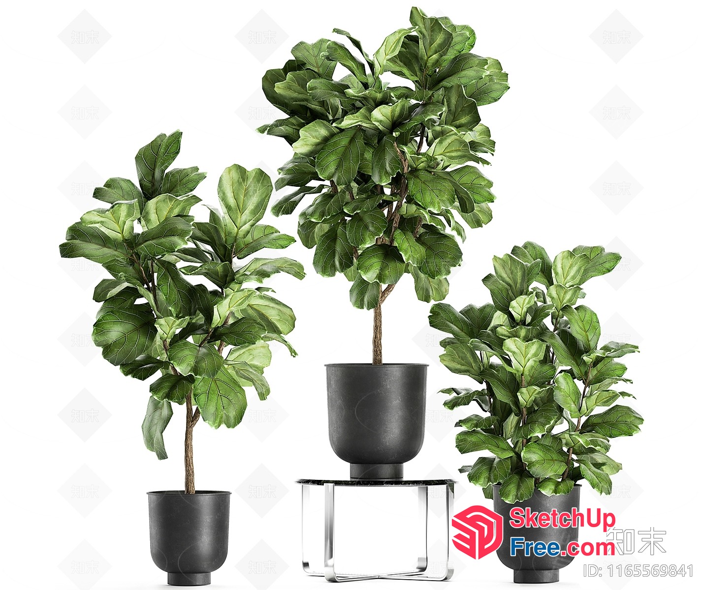 Three Potted Plants With Green Leaves 3D SketchUp File