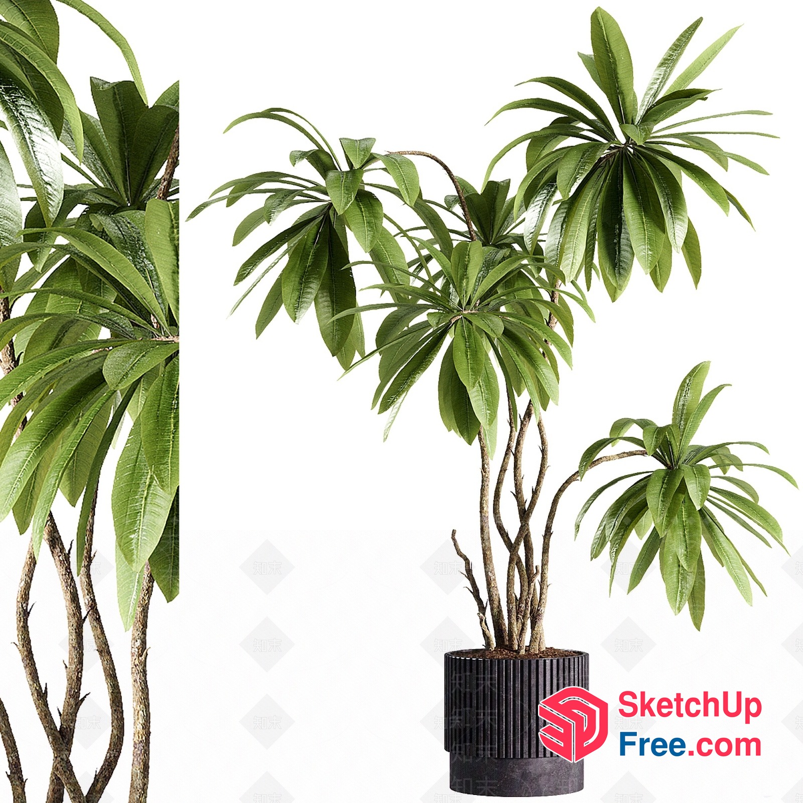 Exotic Tropical Plant With Long Leaves 3D SketchUp File