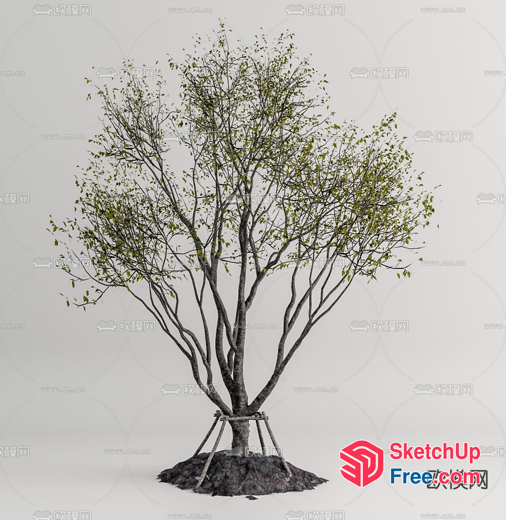 Tree With Leaves And Trunk In The Ground 3D SketchUp File