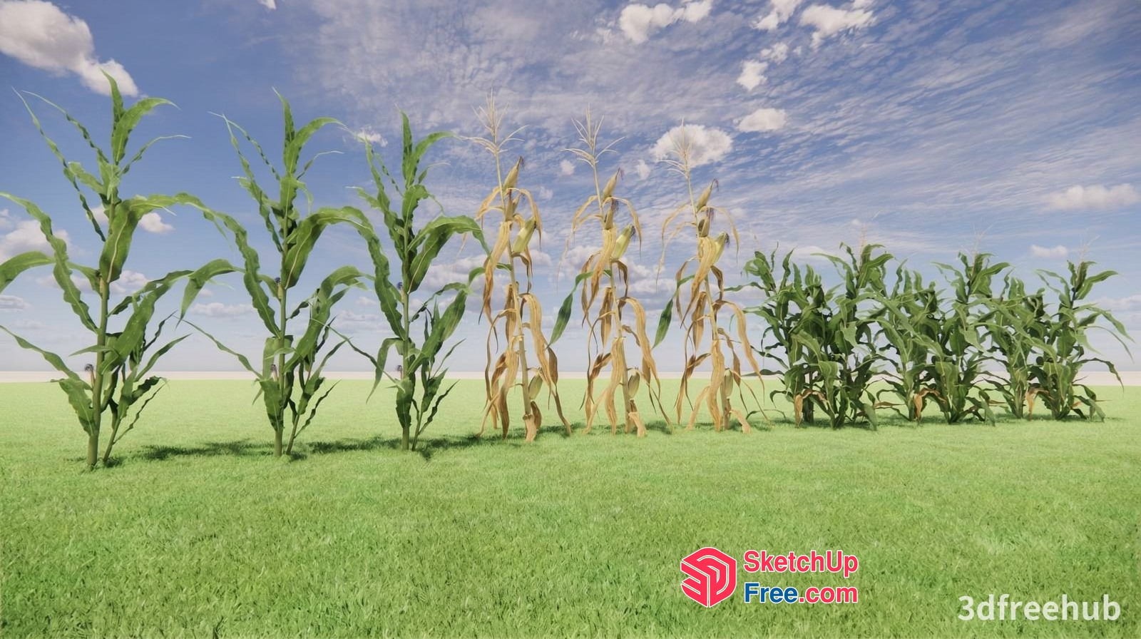 Corn Field With Green And Yellow Stalks 3D SketchUp File