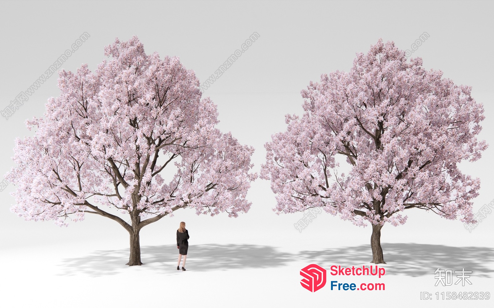 Large Cherry Blossom Trees In A Park 3D SketchUp File