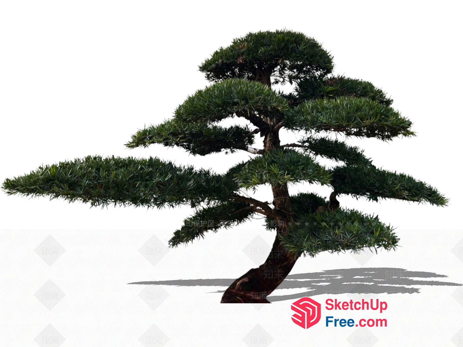 Japanese Style Tree With Branches And Leaves 3D SketchUp File