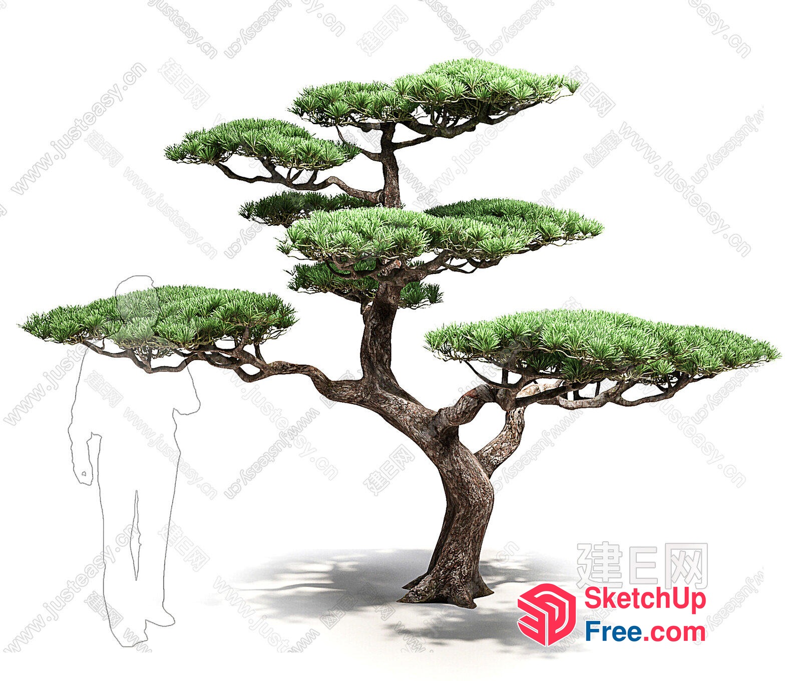 Japanese Style Tree With Green Leaves 3D SketchUp File