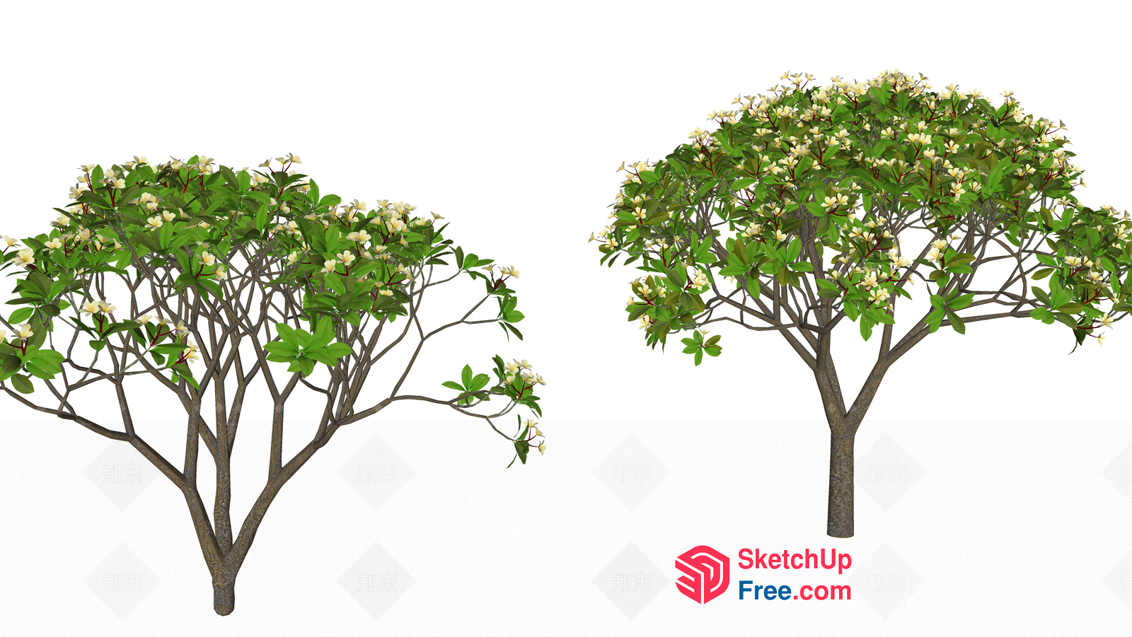 Beautiful Trees With Green Leaves And White Flowers 3D SketchUp File