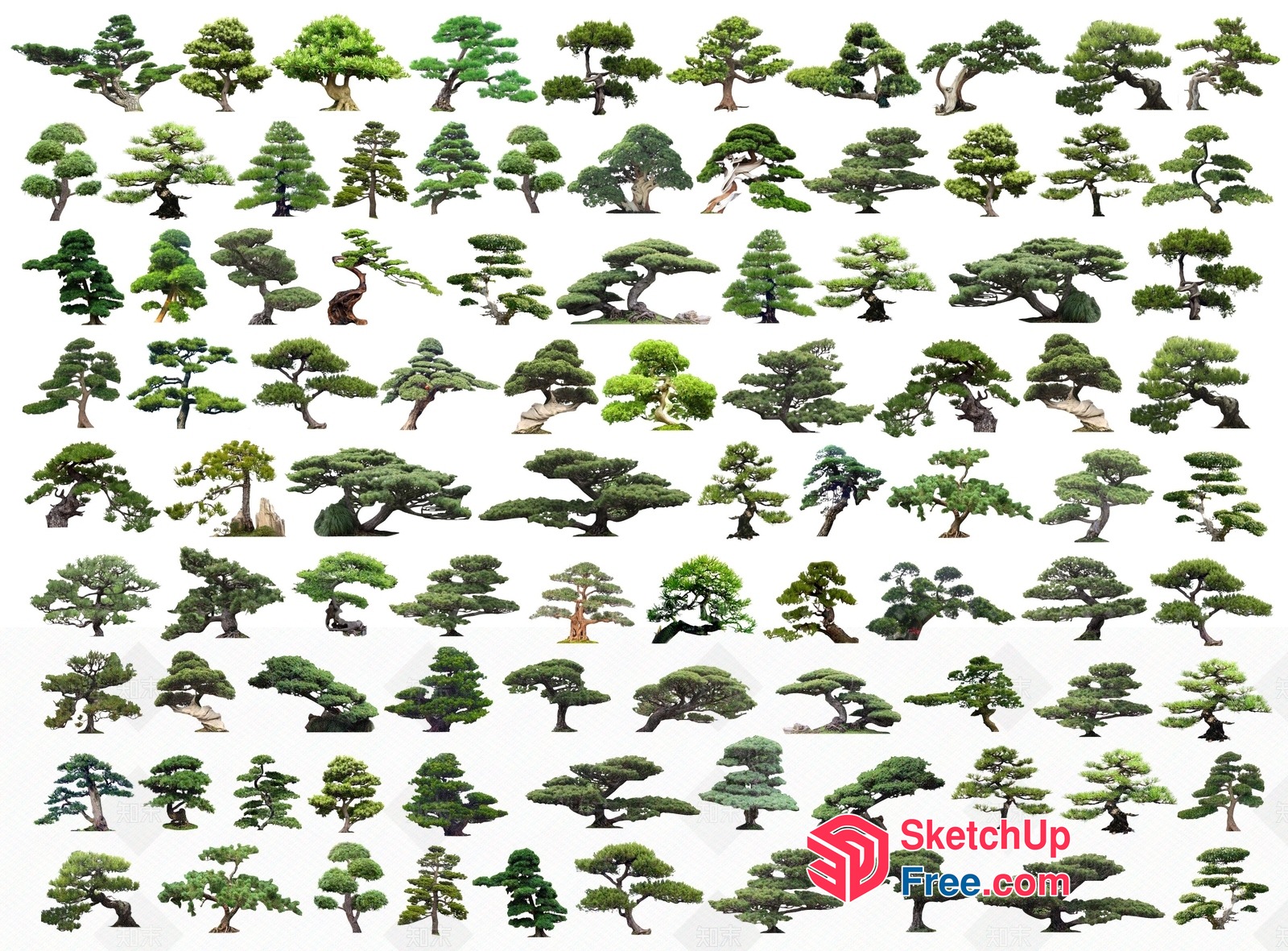 Breathtakingly Beautiful Trees Of Various Species 3D SketchUp File