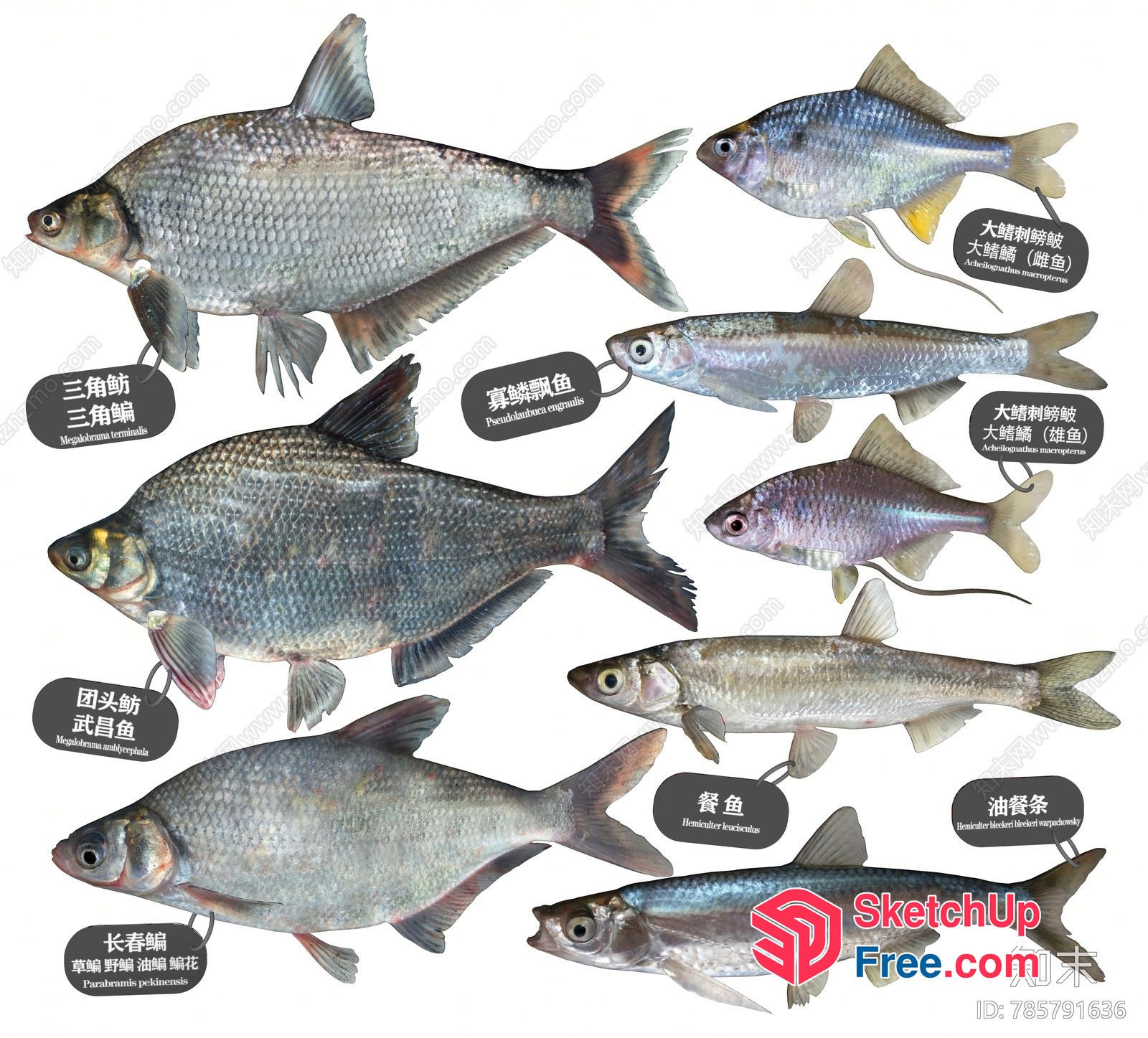A Collection Of Various Fish Species 3D SketchUp File