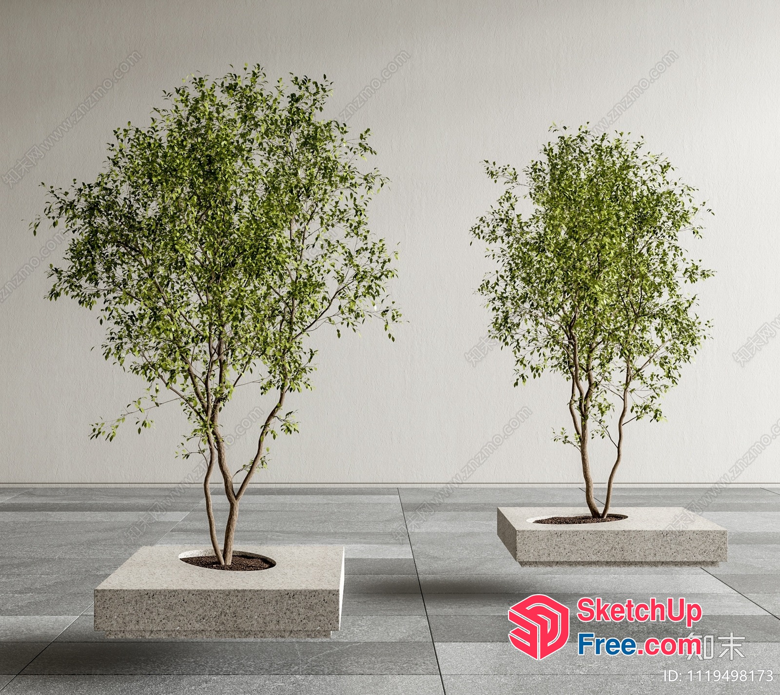 Two Trees In Concrete Planters 3D SketchUp File