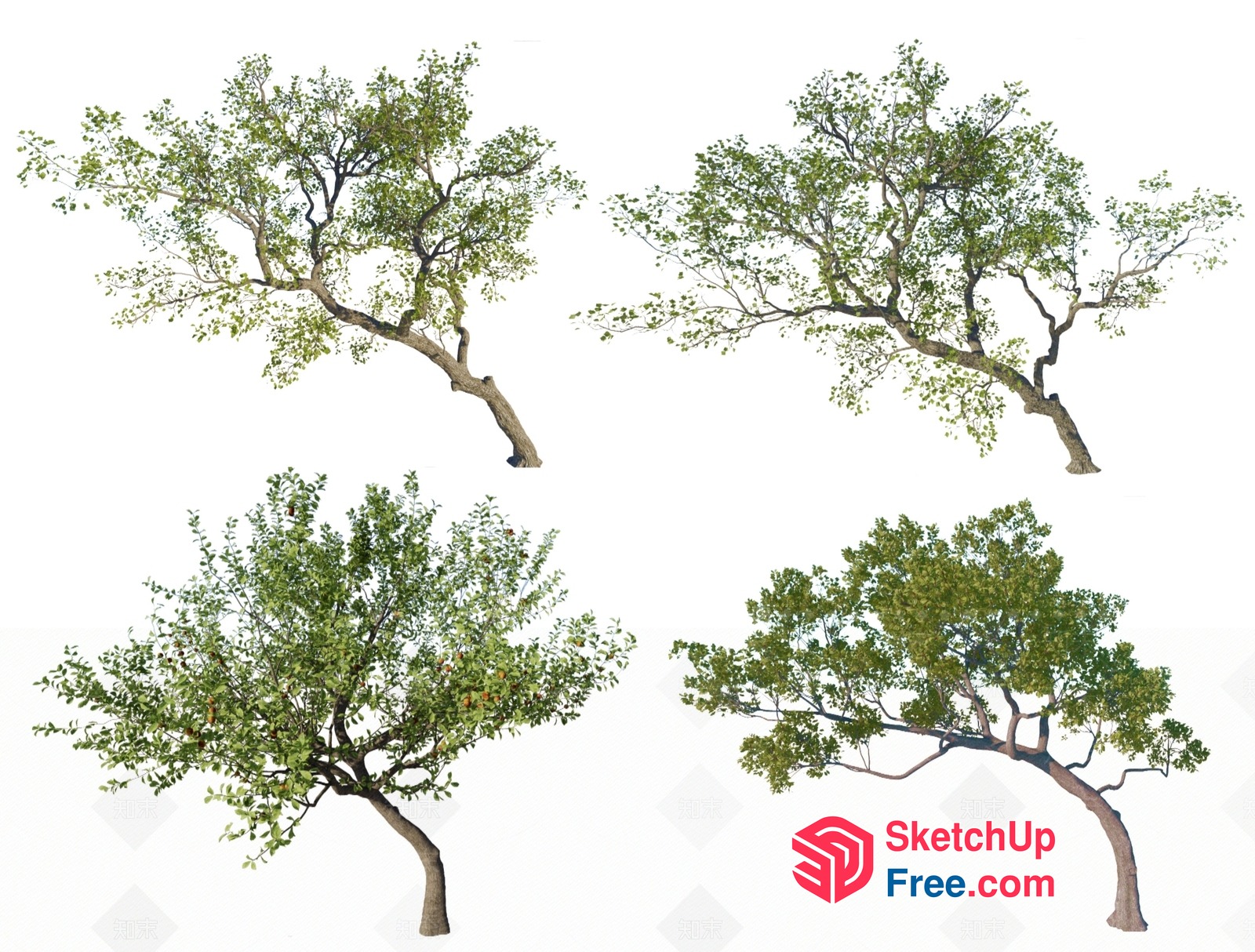 Four Trees With Green Leaves And Curved Branches 3D SketchUp File