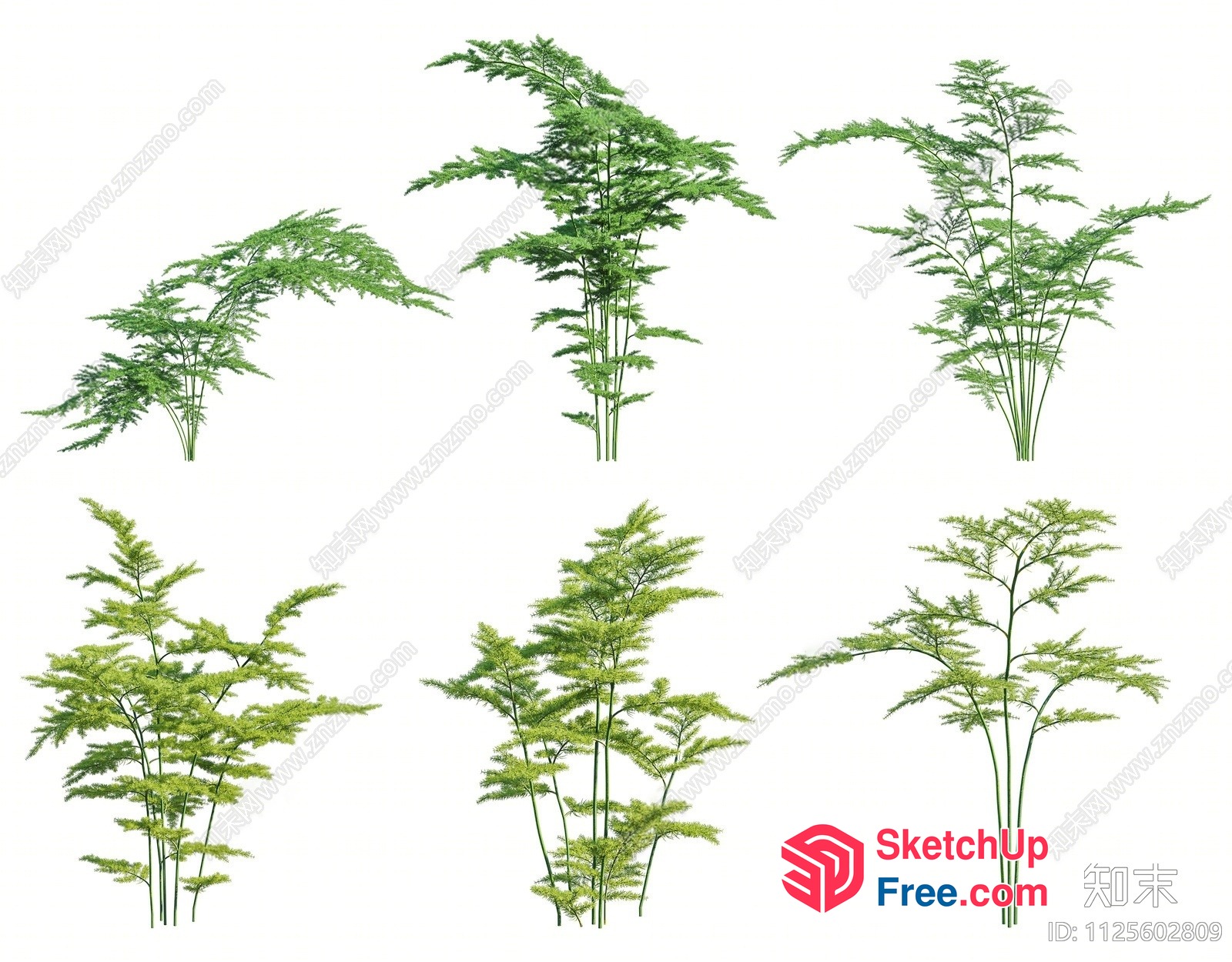 Green Plants Growing In Various Heights 3D SketchUp File
