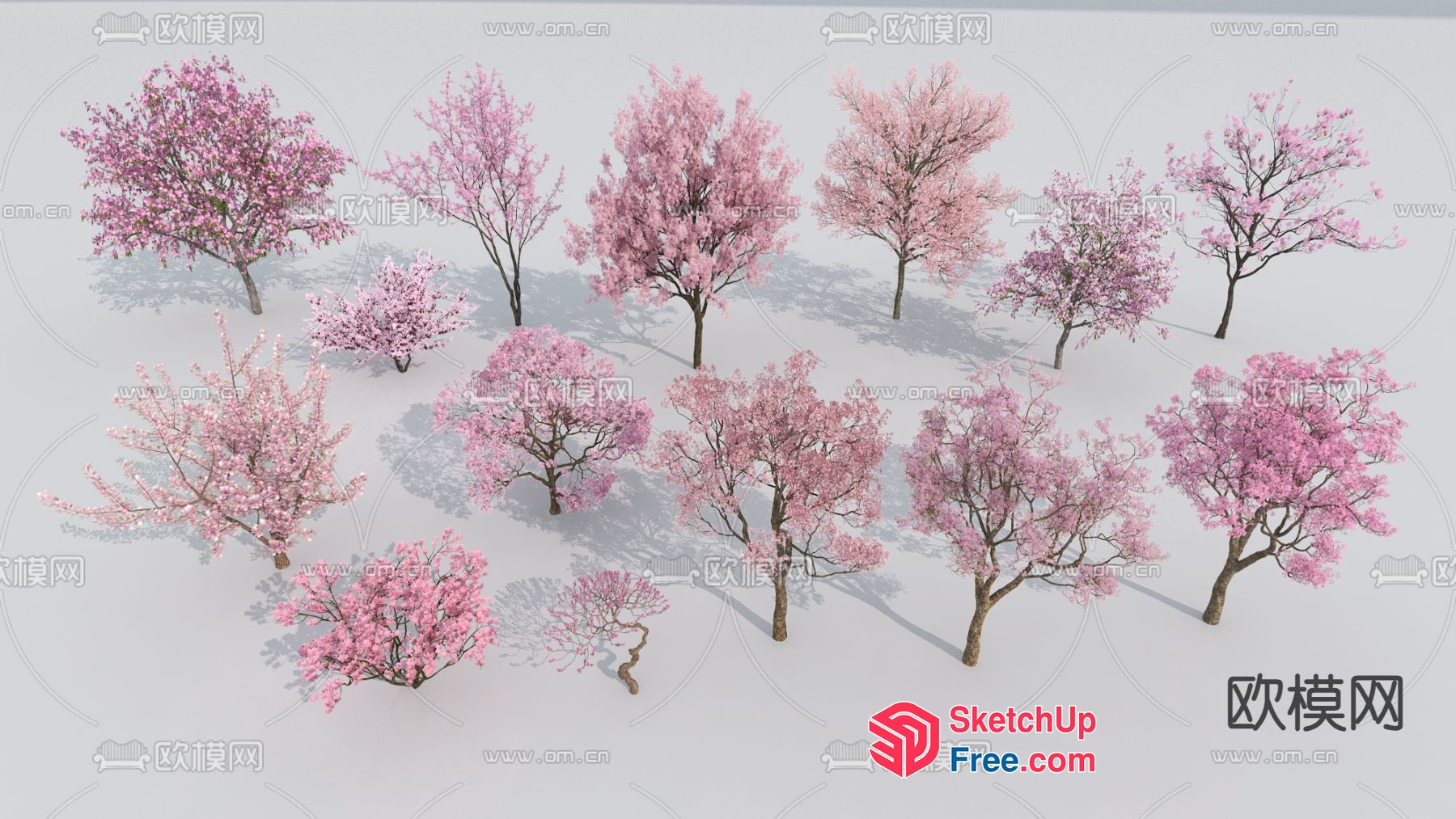 Cherry Blossom Trees In A Park 3D SketchUp File