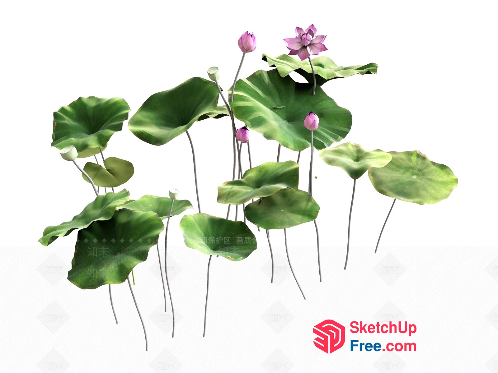 Water Lilies And Lotus Flowers In A Pond 3D SketchUp File