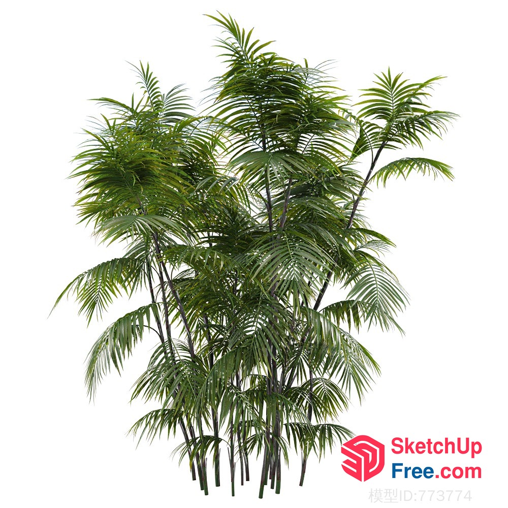 Palm Tree 3D SketchUp File