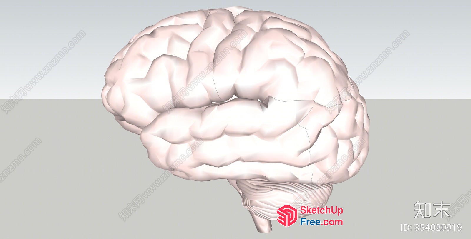 Brain Model In 3D 3D SketchUp File