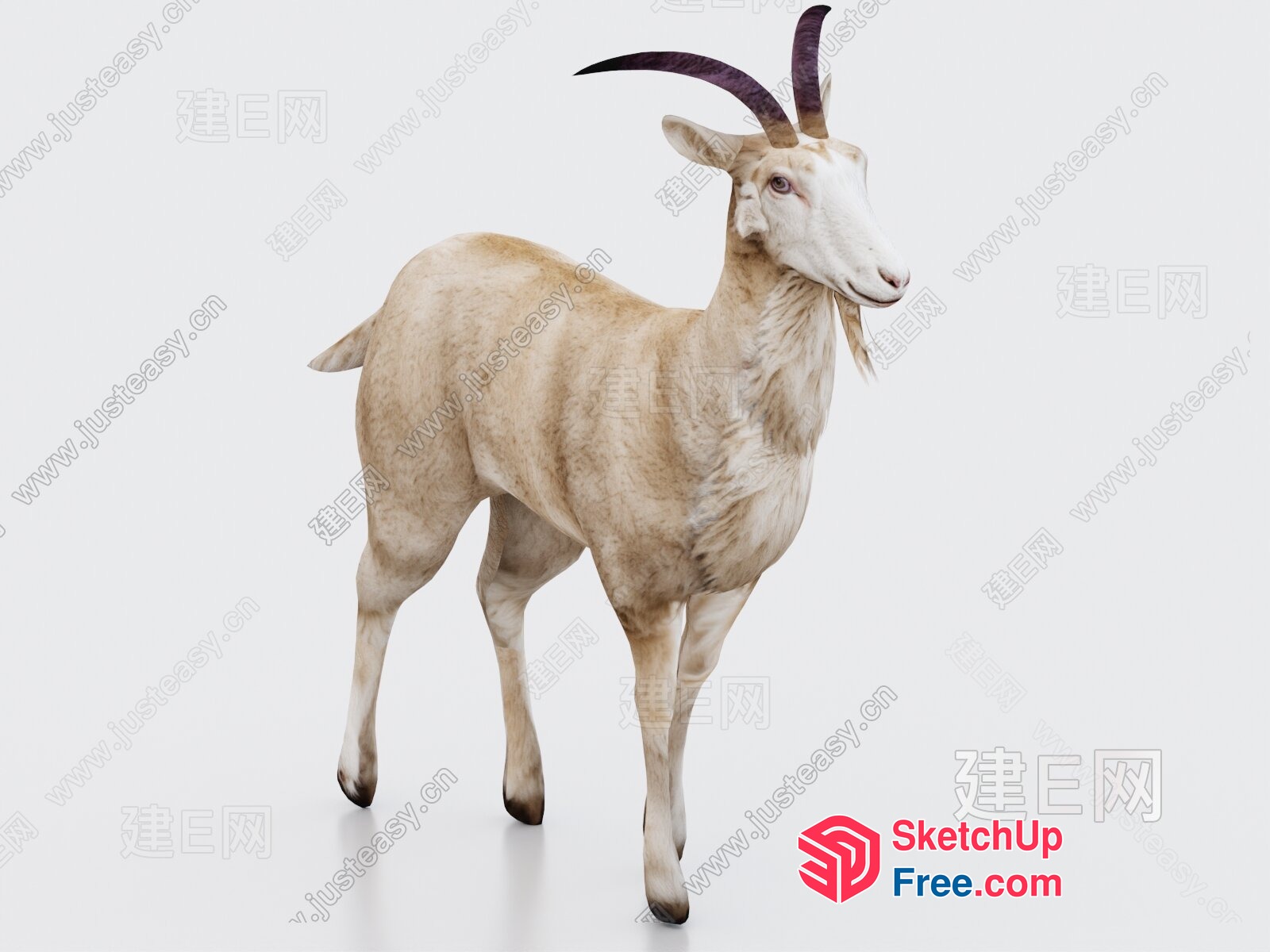White Goat With Curved Horns Standing 3D SketchUp File