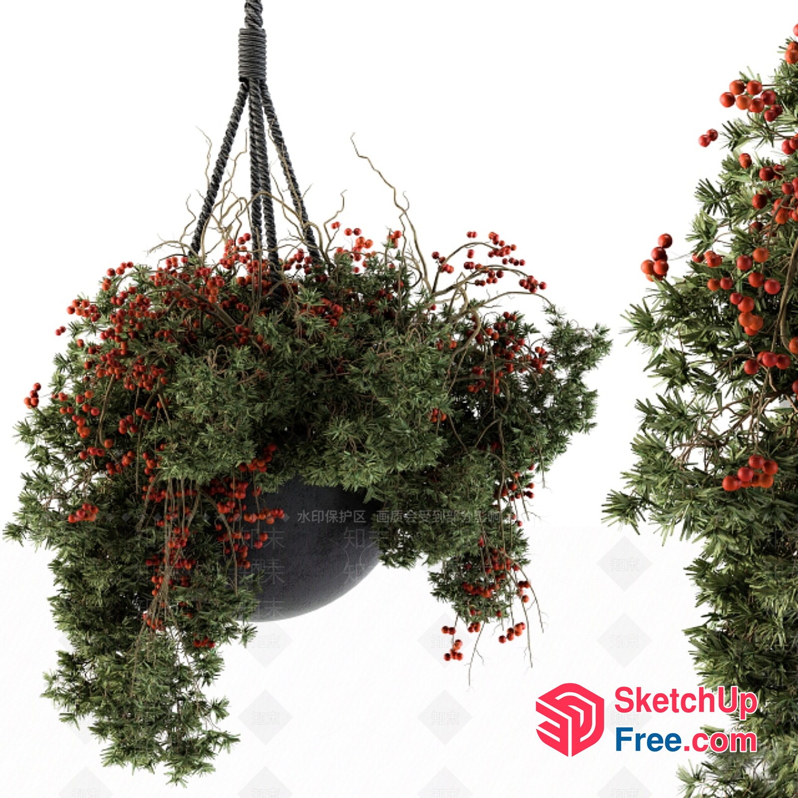 Hanging Potted Plant With Red Berries 3D SketchUp File