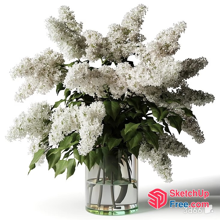 Elegant White Lilac Bouquet In Glass Vase 3D SketchUp File